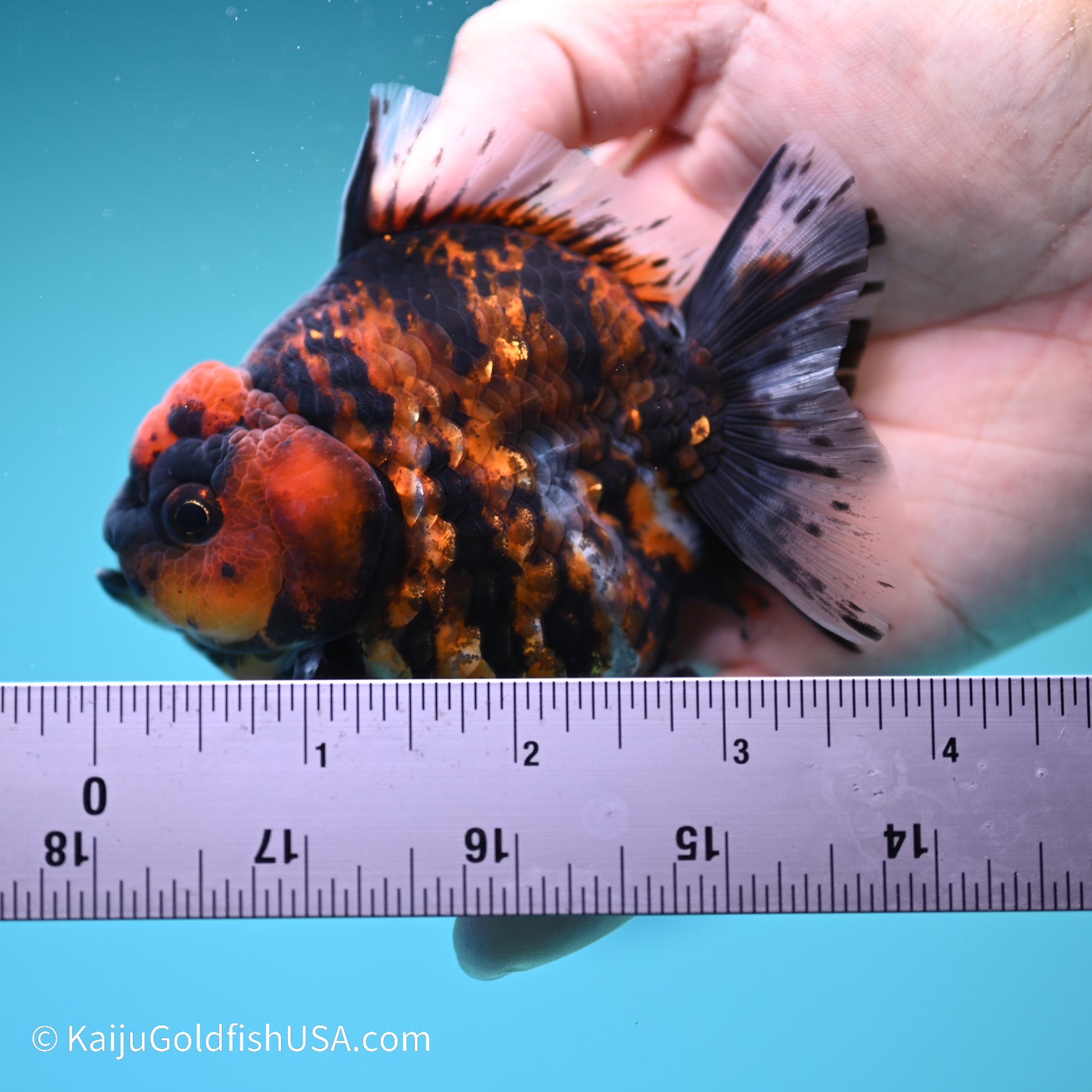 Tiger YuanBao Oranda 4 inches (240517_OR01) - Kaiju Goldfish USA