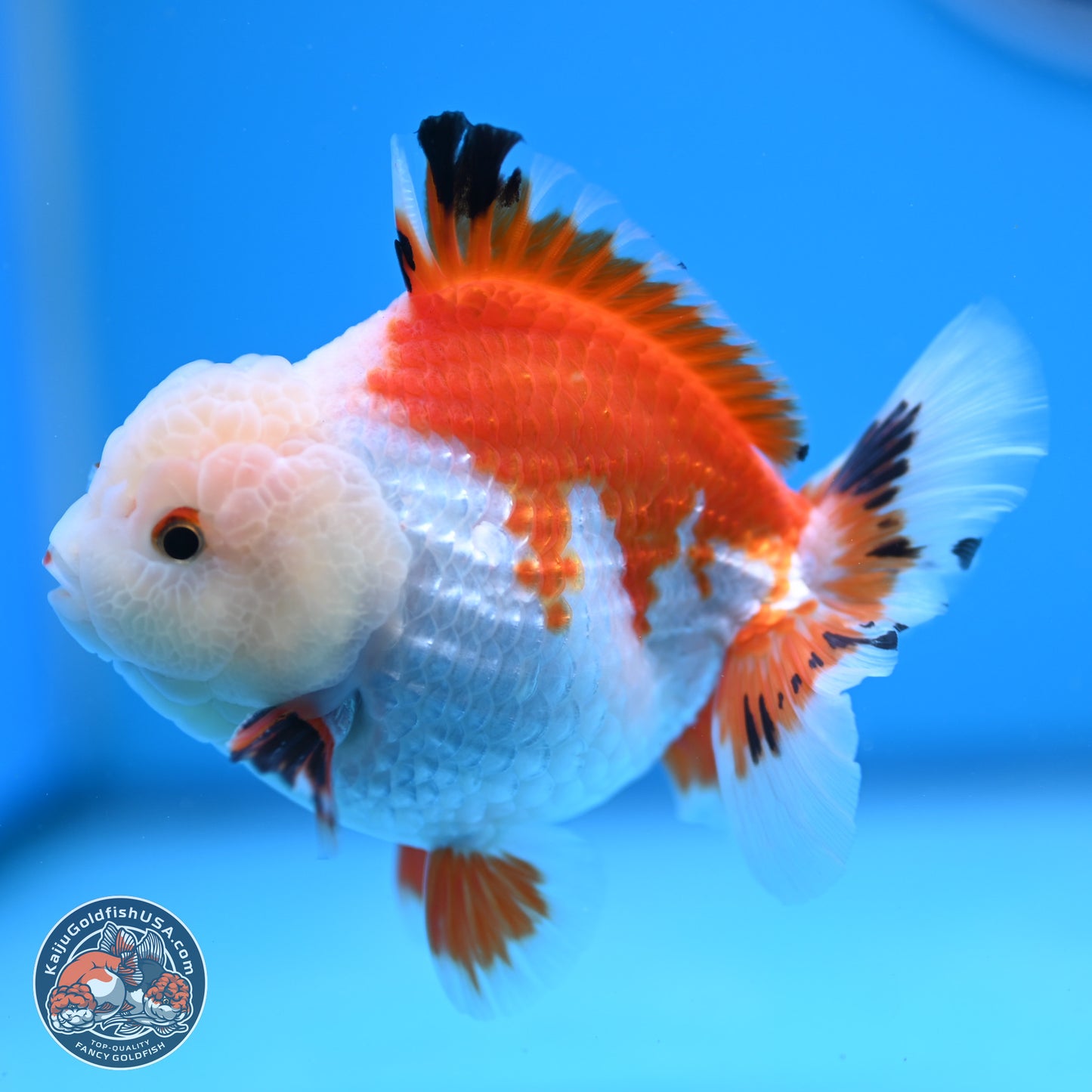 Tricolor YuanBao Oranda 4 inches - Male (241206_OR01) - Kaiju Goldfish USA