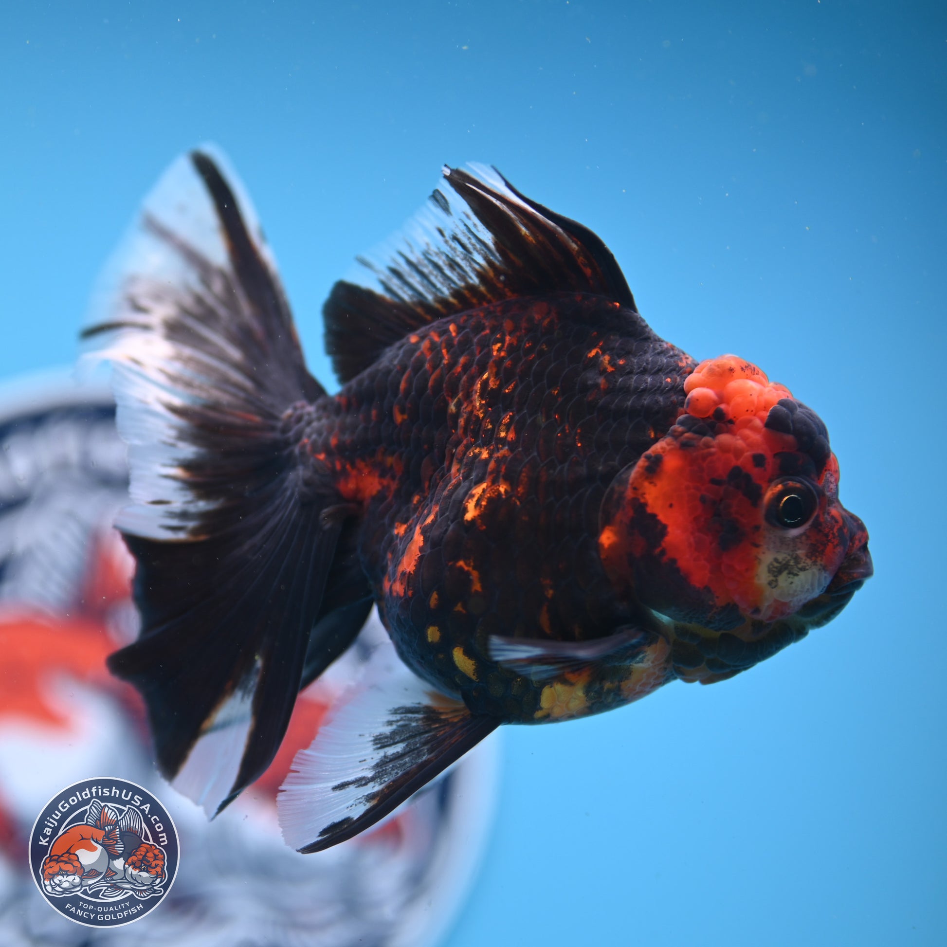 Tiger Rose Tail Oranda 3.5in Body (240830_OR01) - Kaiju Goldfish USA