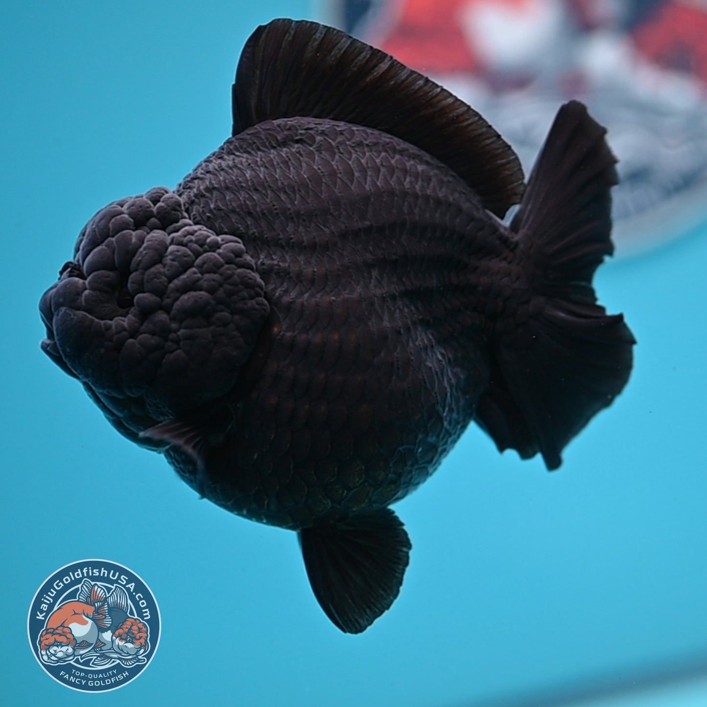 Show Grade - Jet Black Oranda 4 inches Body (250530_OR01)