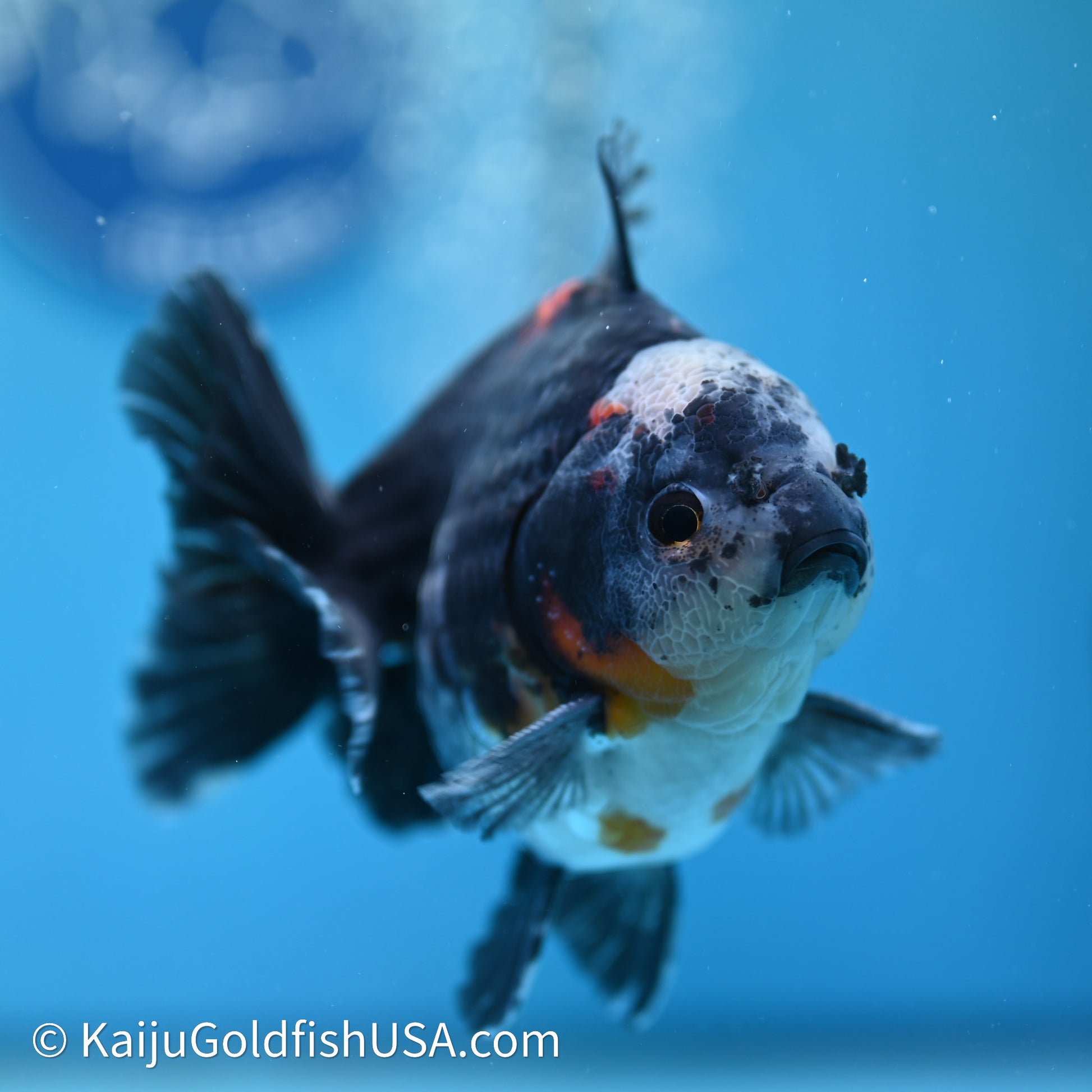 Shogun Godzilla Kirin Oranda 4in Body (240614_OR01) - Kaiju Goldfish USA