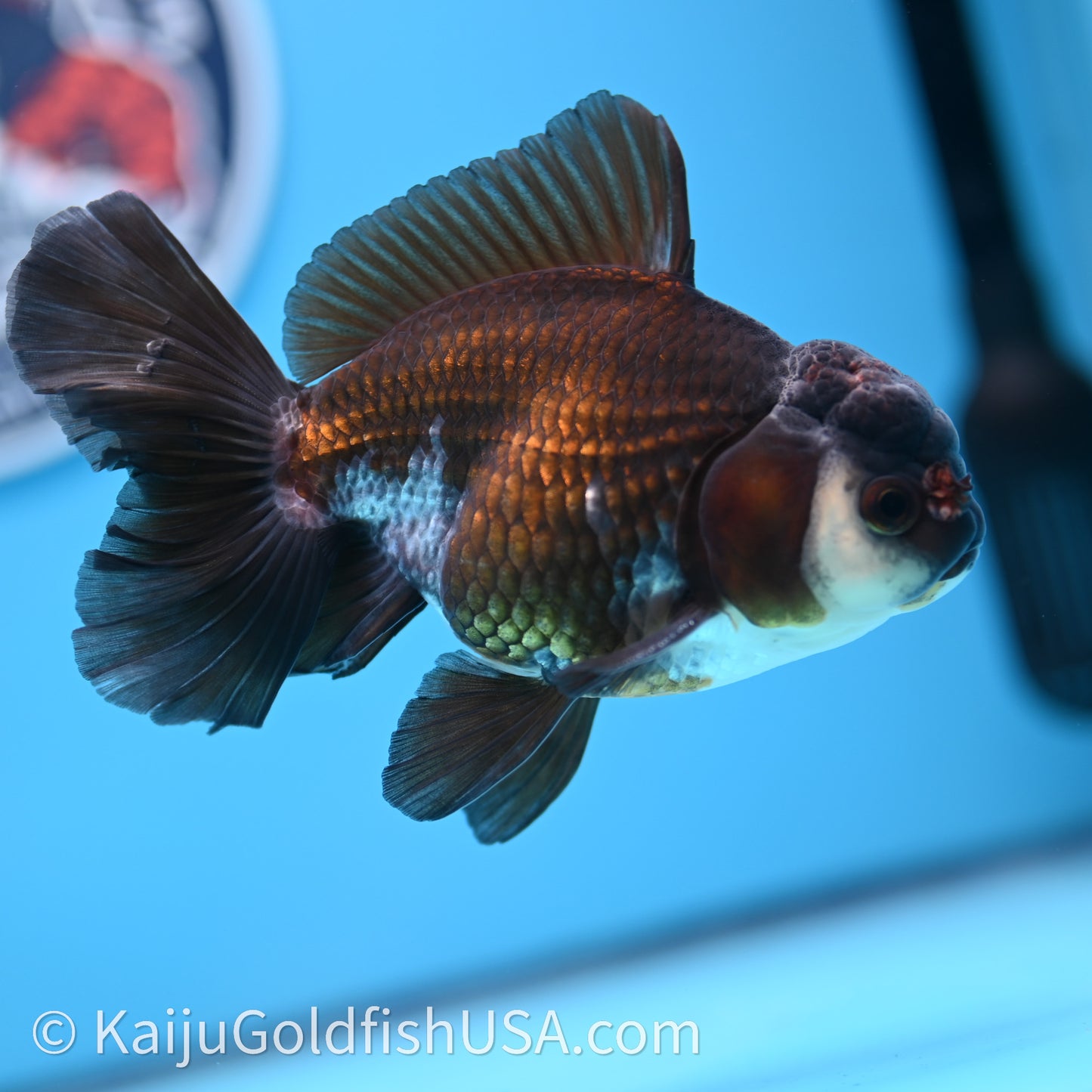 Tricolor Rose Tail Oranda 4in body (240726_OR01) - Kaiju Goldfish USA