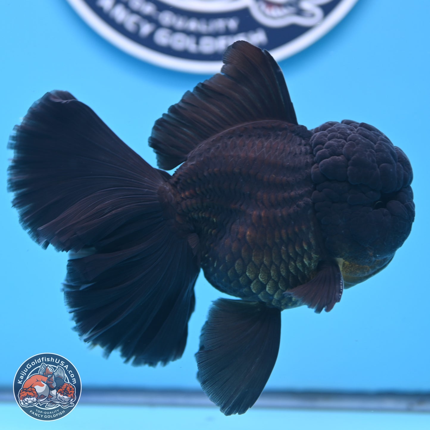 Black Orchid Tail Oranda 3.5 inches Body - Male (250314_OR01)