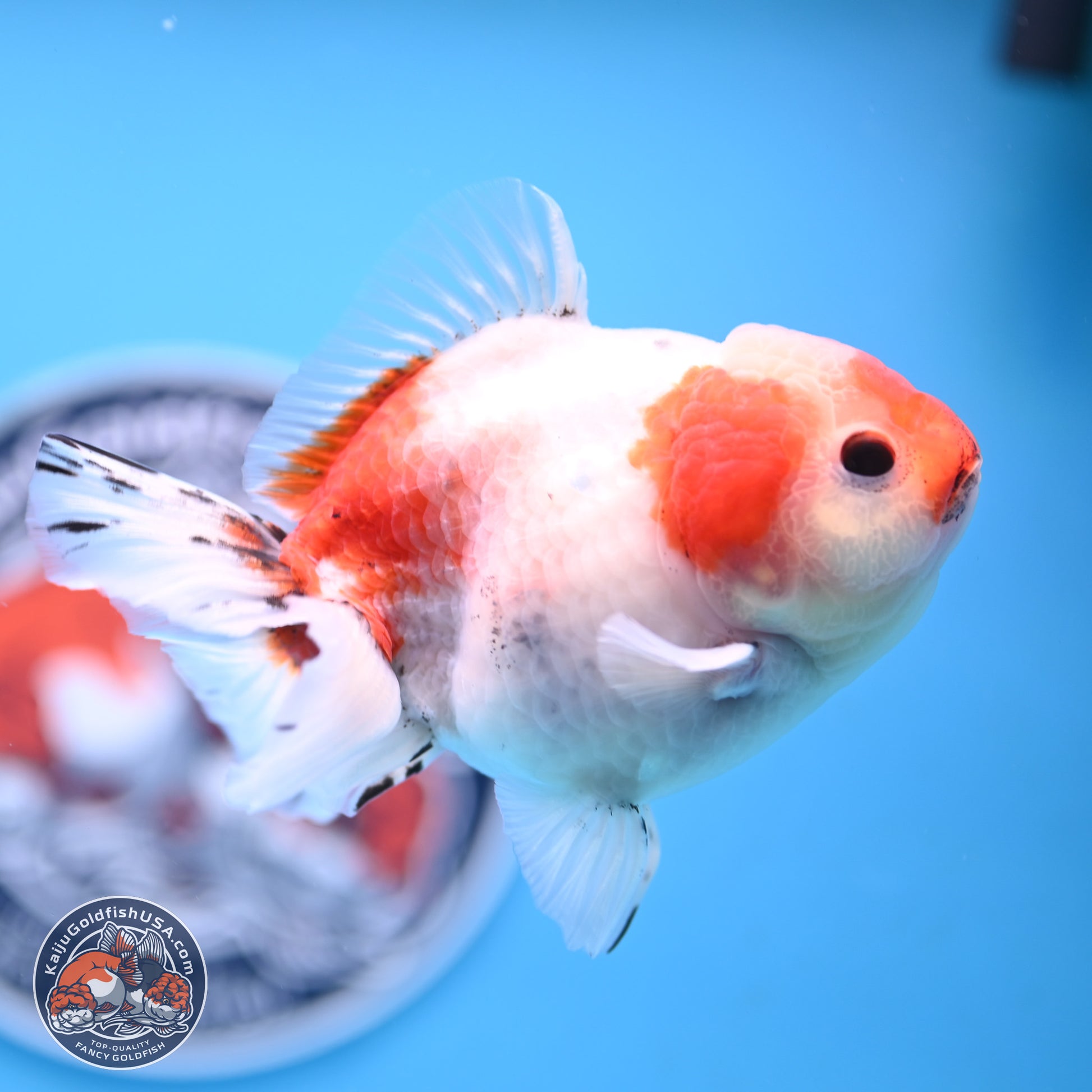 Tricolor Sakura Oranda 4 inches Body - Male (250117_OR01) - Kaiju Goldfish USA