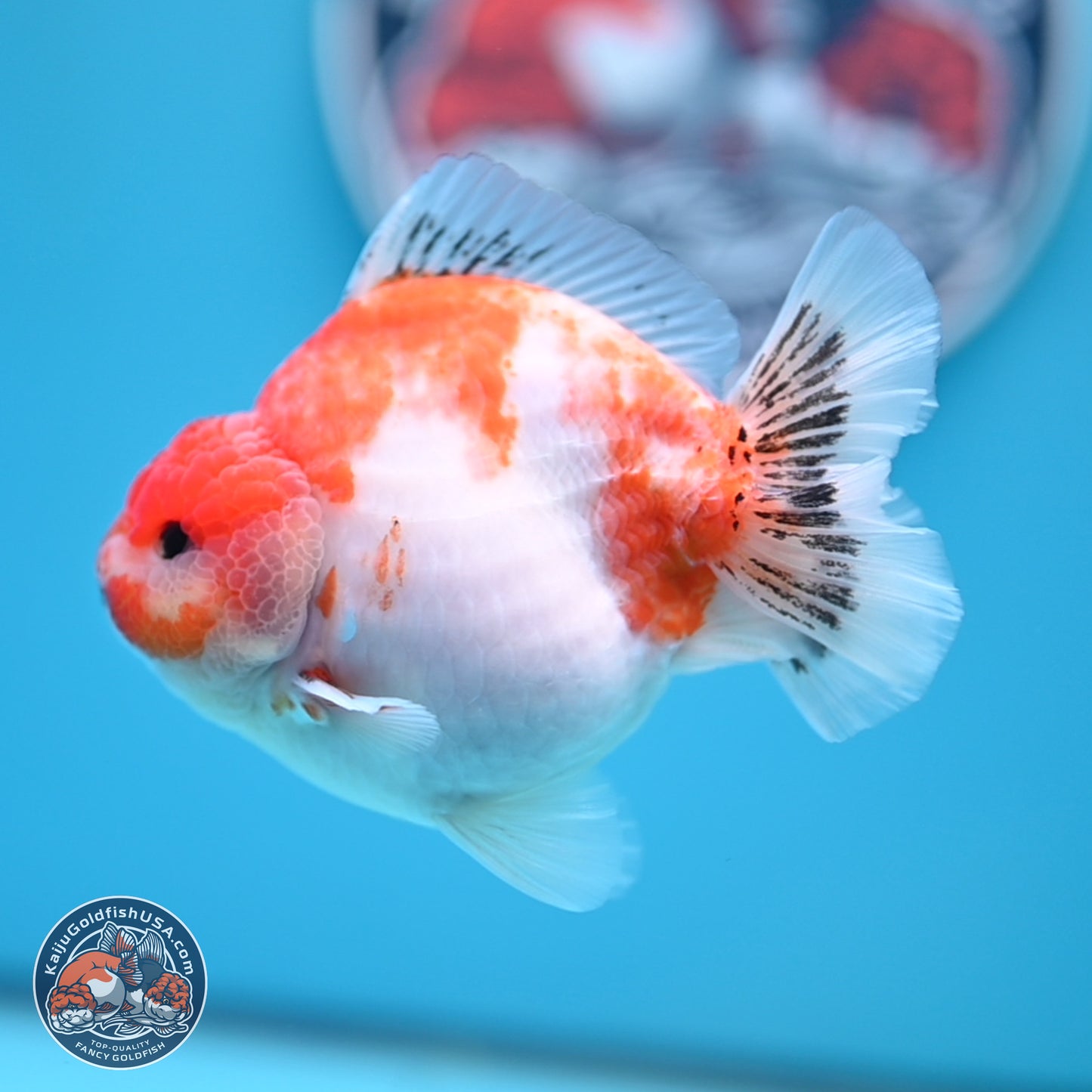 Sakura YuanBao Oranda 4 inches (241101_OR01) - Kaiju Goldfish USA