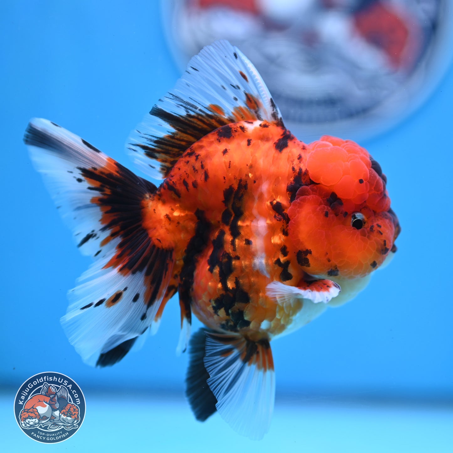 Tiger Rose Tail Oranda 3.5 inches Body - Male (250307_OR01)