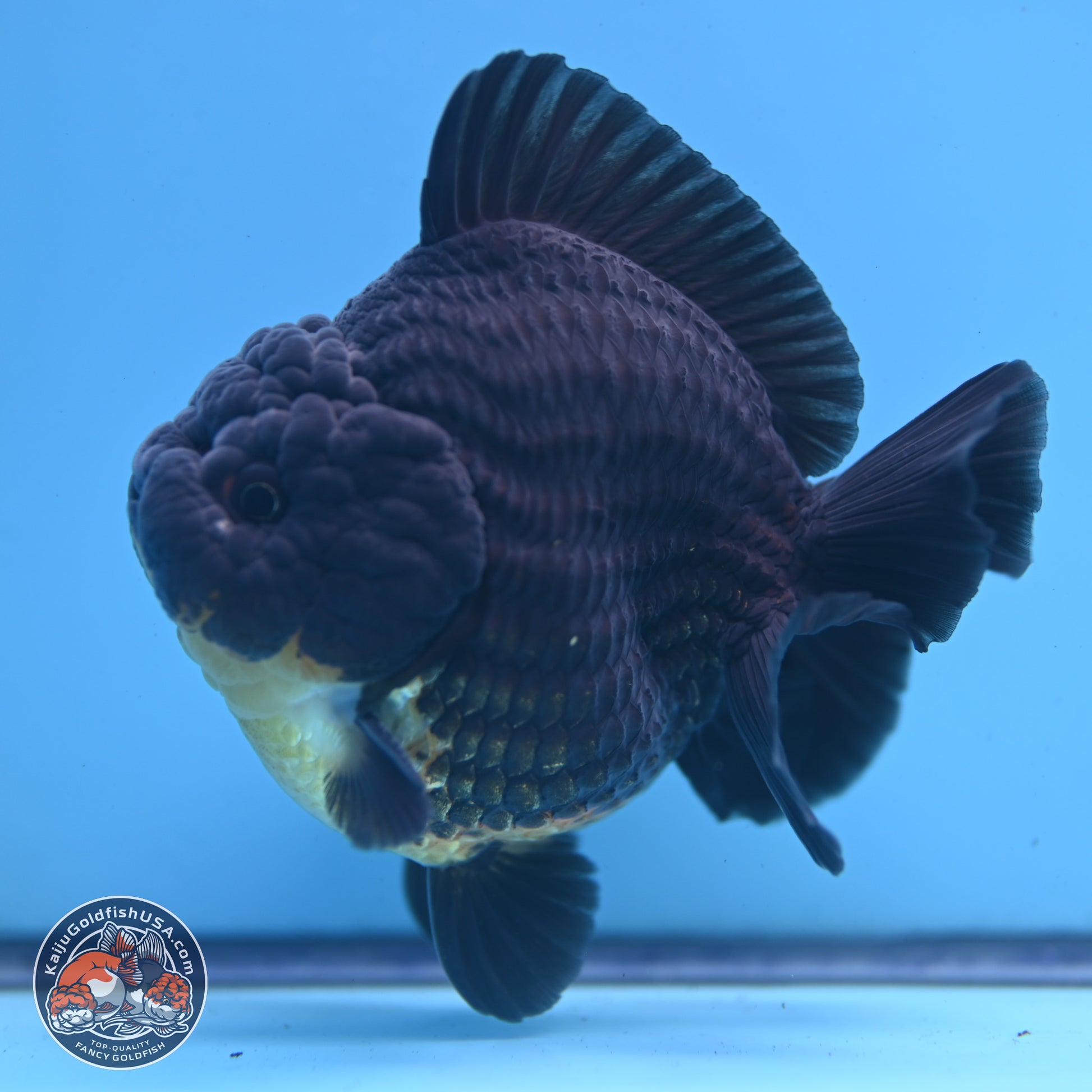 Kirin YuanBao Oranda 3.5 inches Body - Male (241227_OR01) - Kaiju Goldfish USA