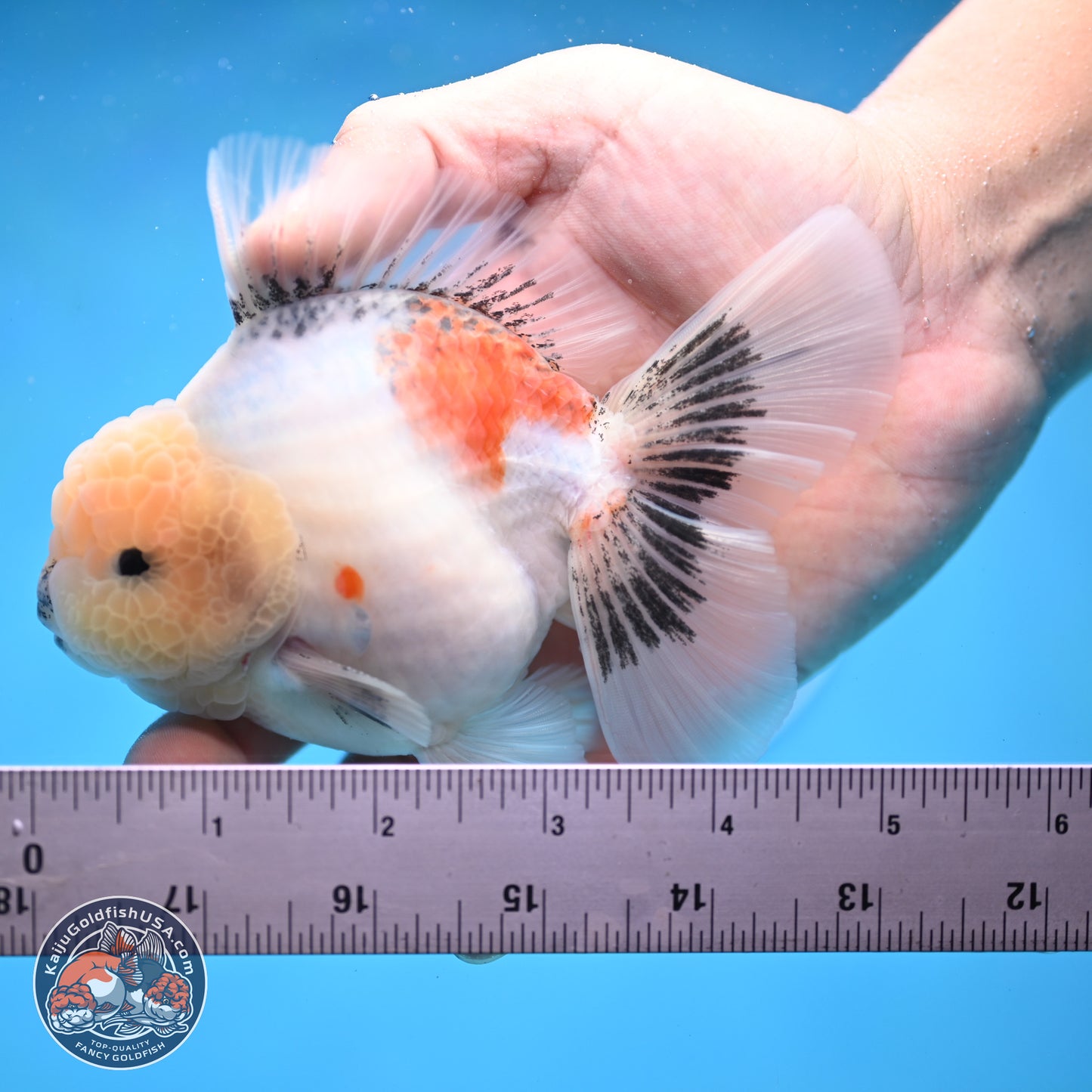 Tricolor Sakura Rose Tail Oranda 5 inches -Male (241129_OR01) - Kaiju Goldfish USA