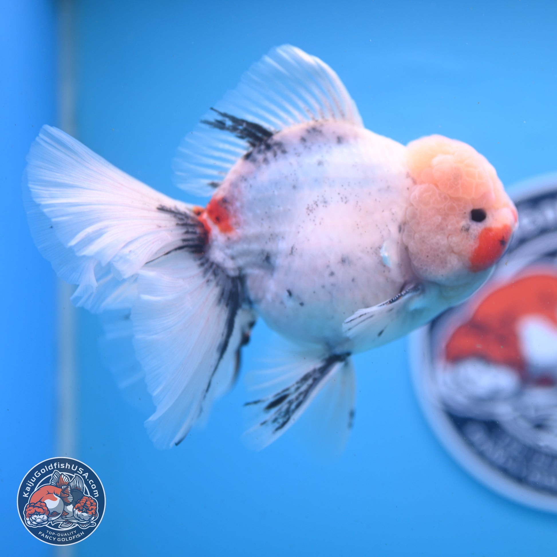 Calico Rose Tail Oranda 6 inches - Male (241122_OR01) - Kaiju Goldfish USA