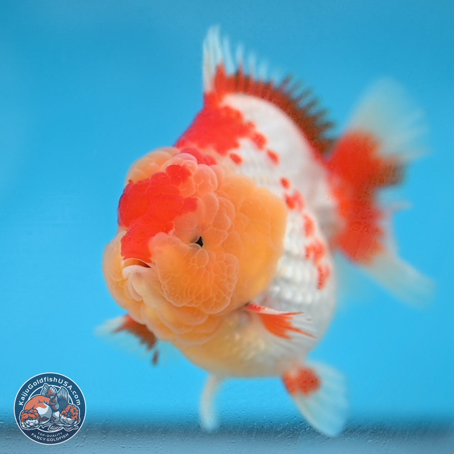 Red White YuanBao Oranda 3.8 inches Body - Male (250131_OR01)