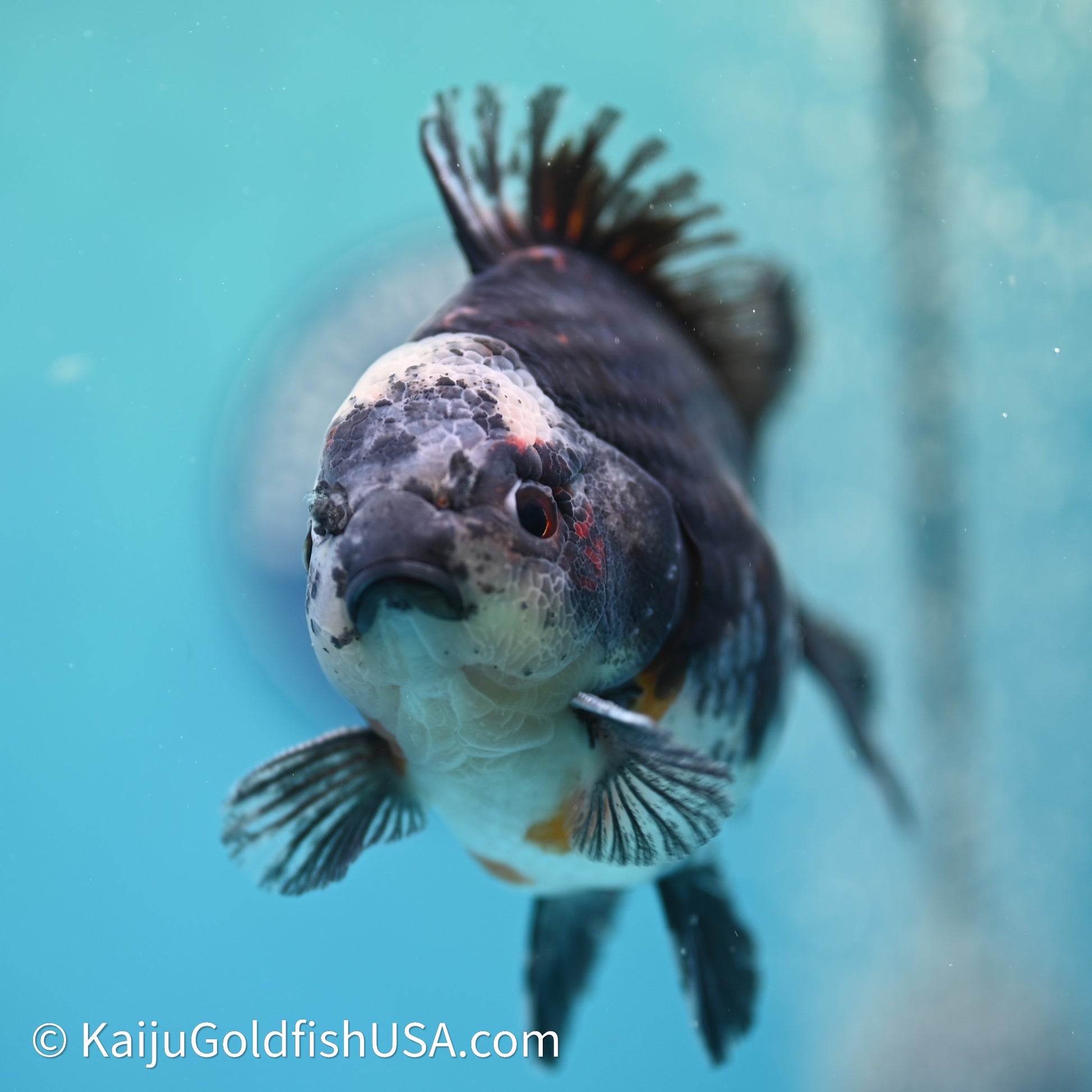 Shogun Godzilla Kirin Oranda 4in Body (240614_OR01) - Kaiju Goldfish USA