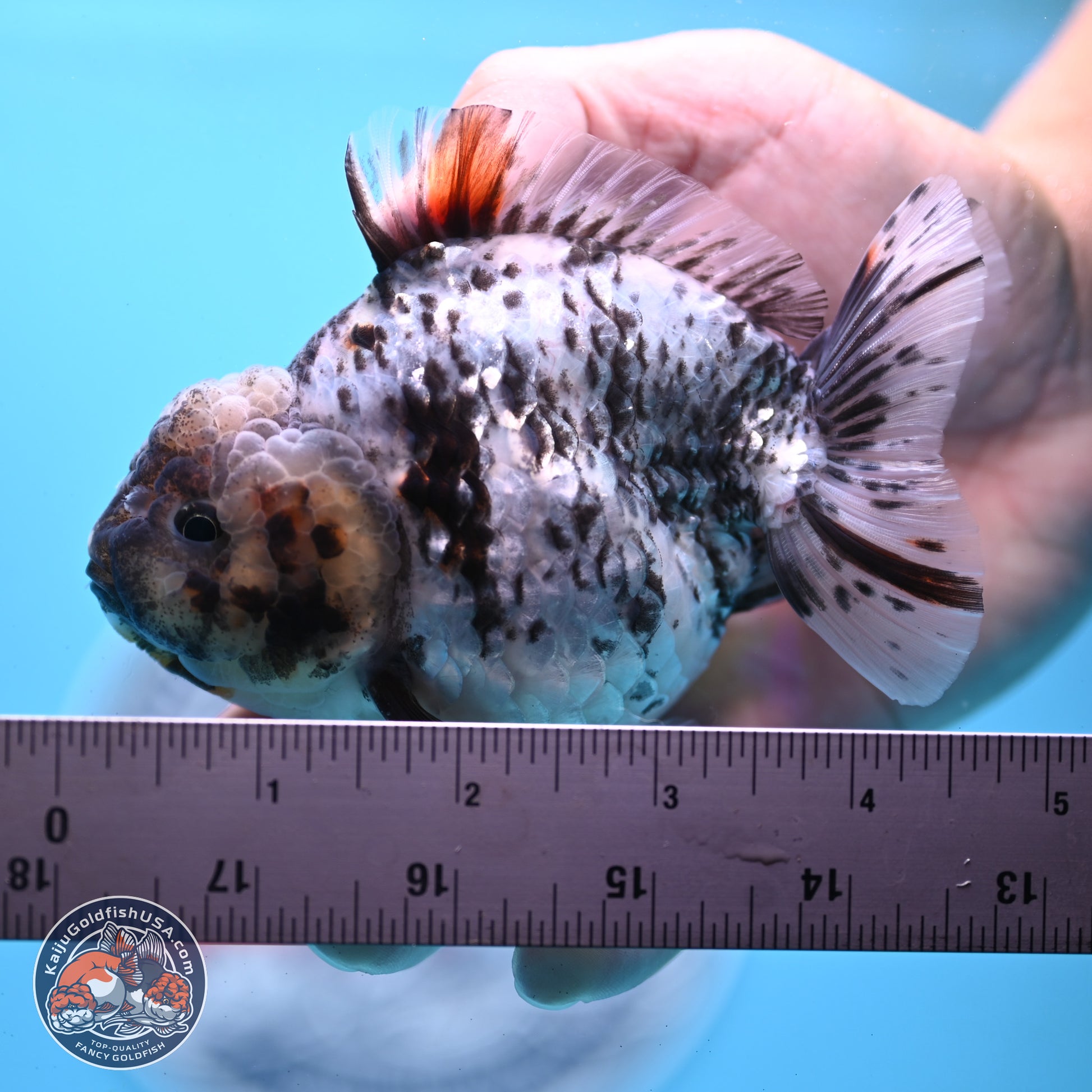 Blue Based Tiger YuanBao Oranda 3.7-4.5 inches (240920_OR01) - Kaiju Goldfish USA