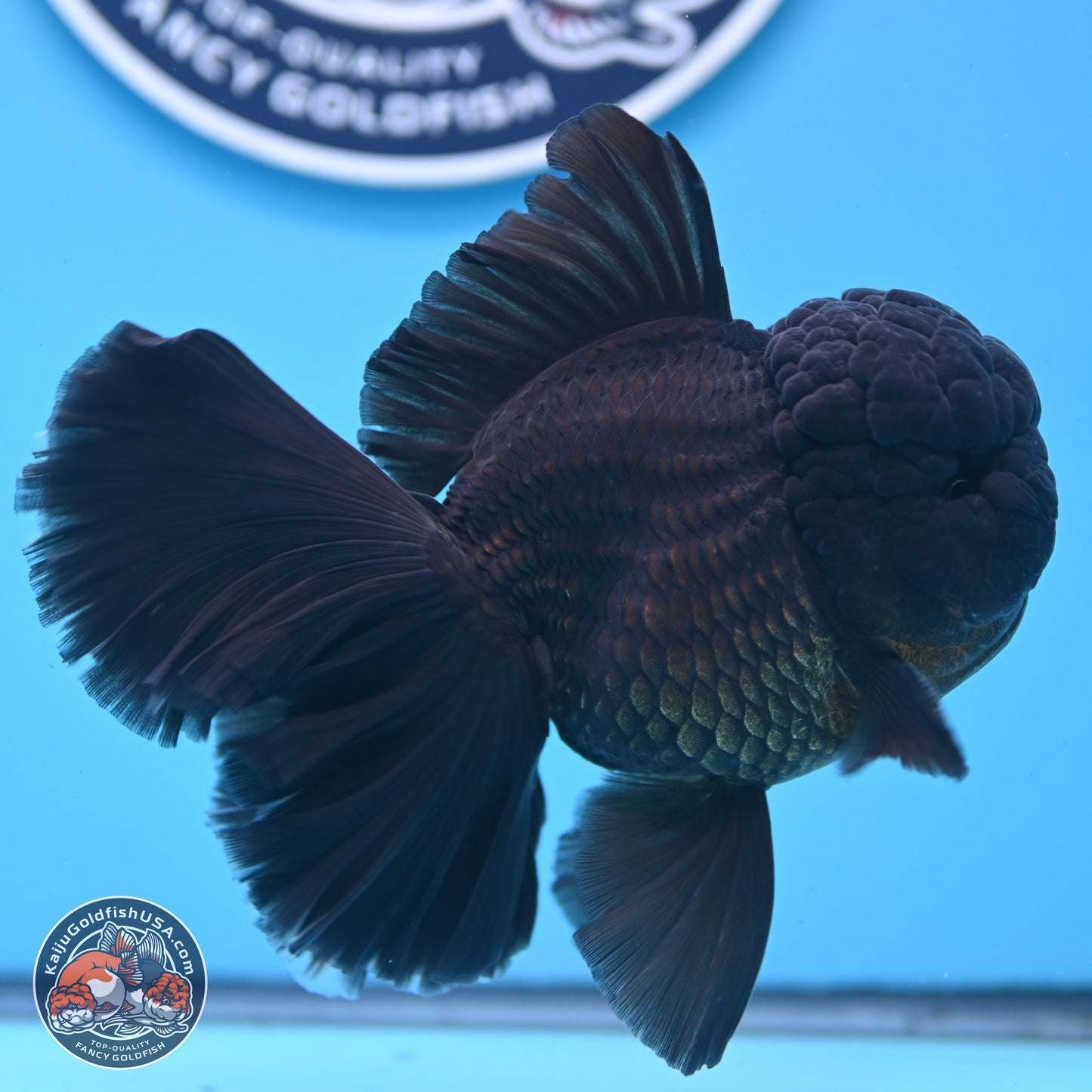 Black Orchid Tail Oranda 3.5 inches Body - Male (250314_OR01)