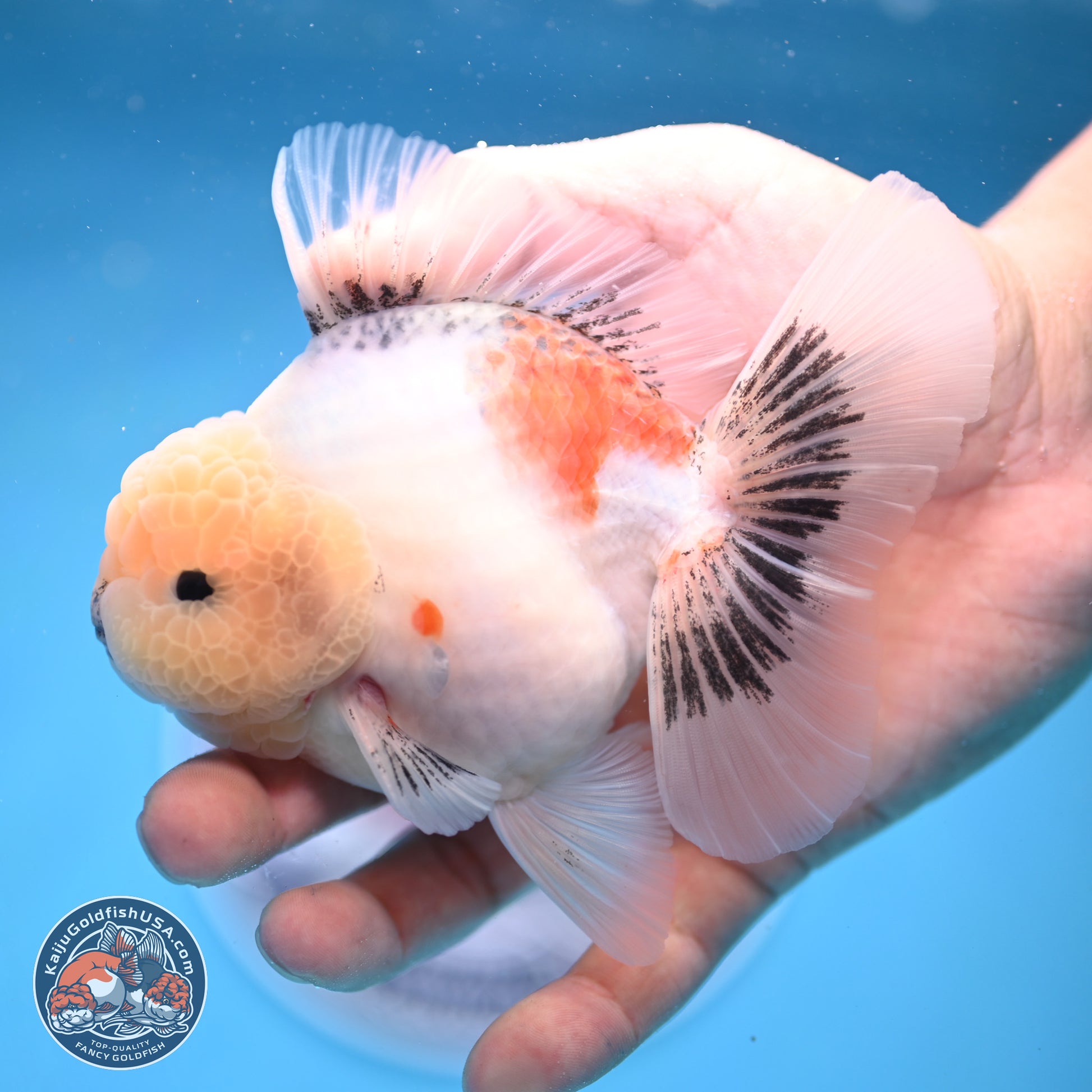 Tricolor Sakura Rose Tail Oranda 5 inches -Male (241129_OR01) - Kaiju Goldfish USA