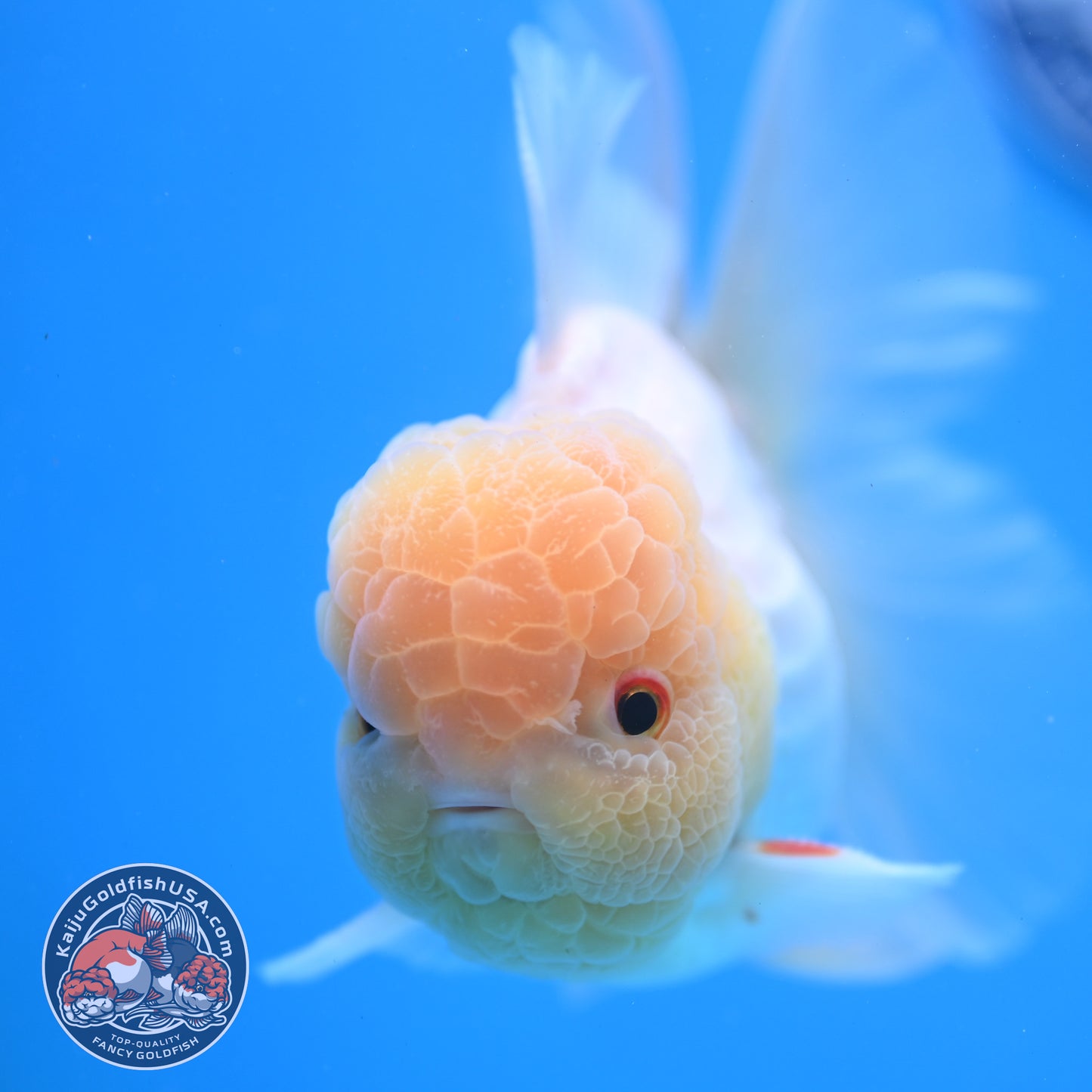 Snow White Rosetail Oranda 4 inch Body (250926_OR01)