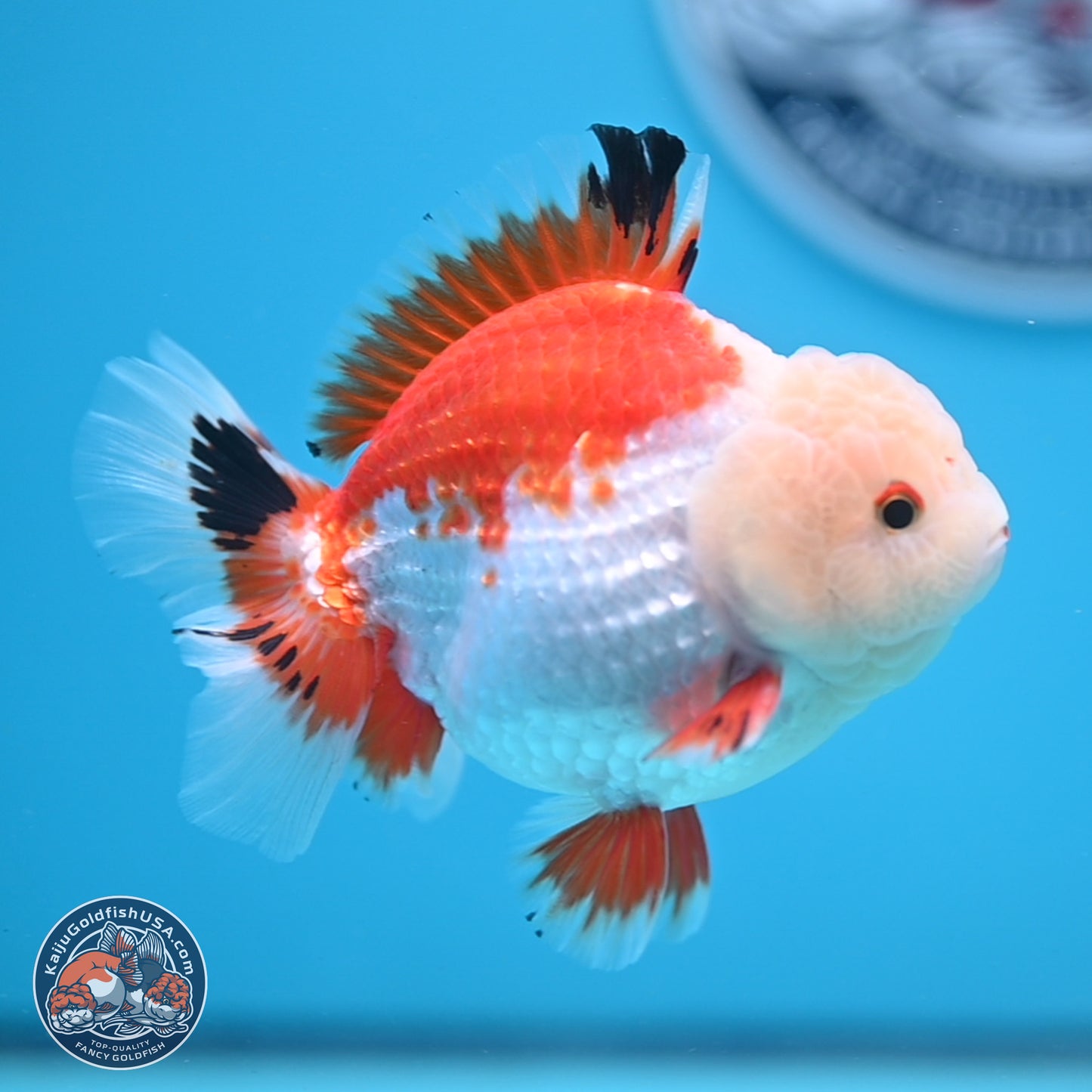 Tricolor YuanBao Oranda 4 inches - Male (241206_OR01) - Kaiju Goldfish USA