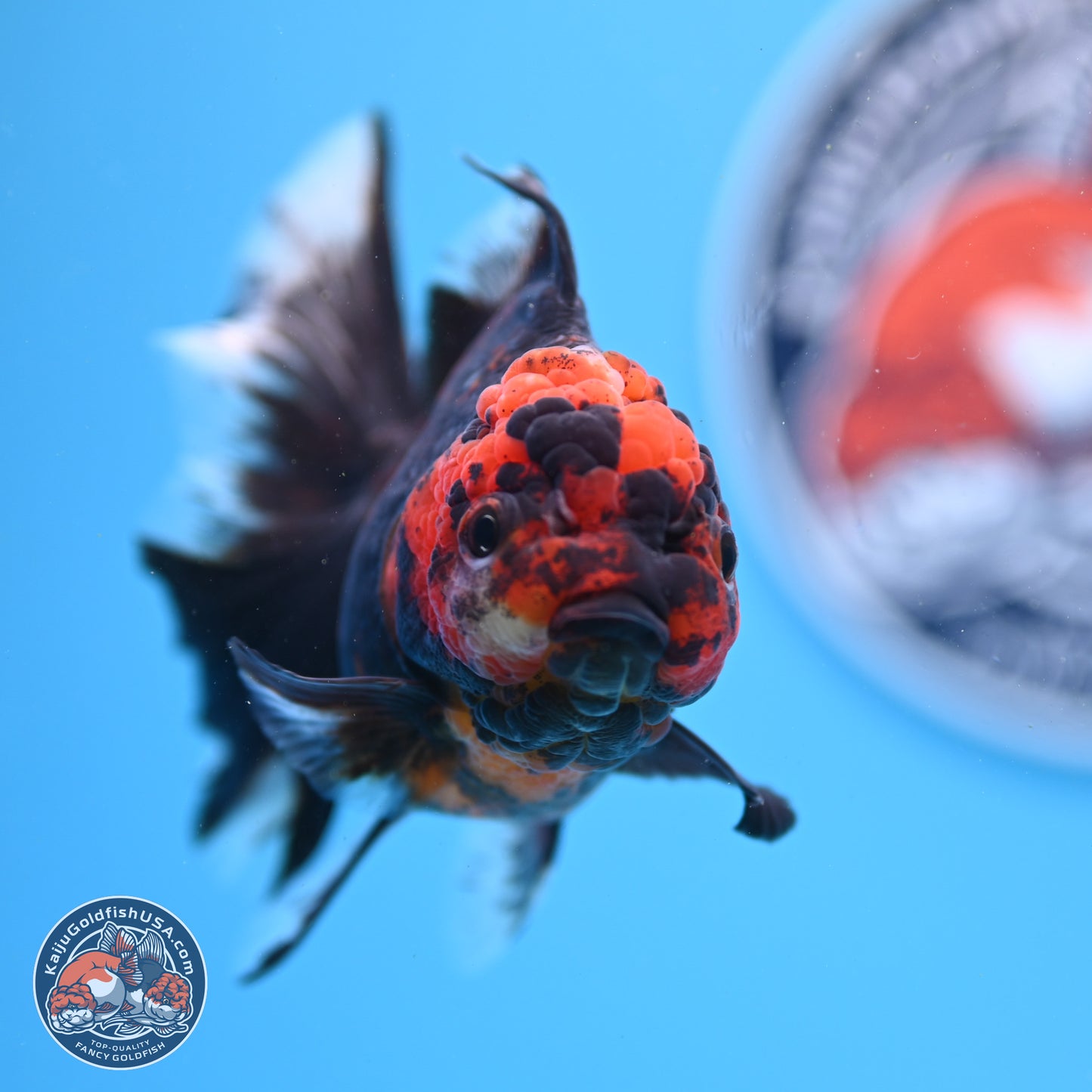 Tiger Rose Tail Oranda 3.5in Body (240830_OR01) - Kaiju Goldfish USA