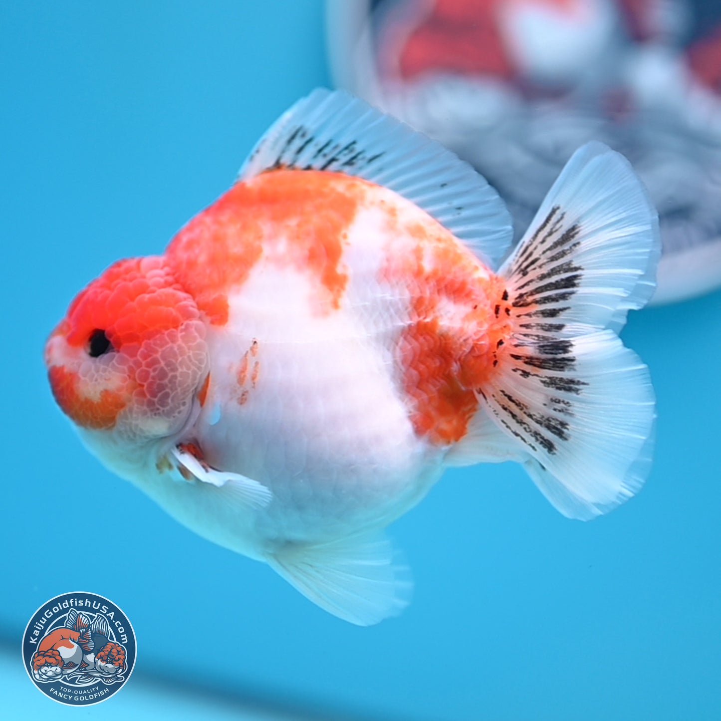 Sakura YuanBao Oranda 4 inches (241101_OR01) - Kaiju Goldfish USA