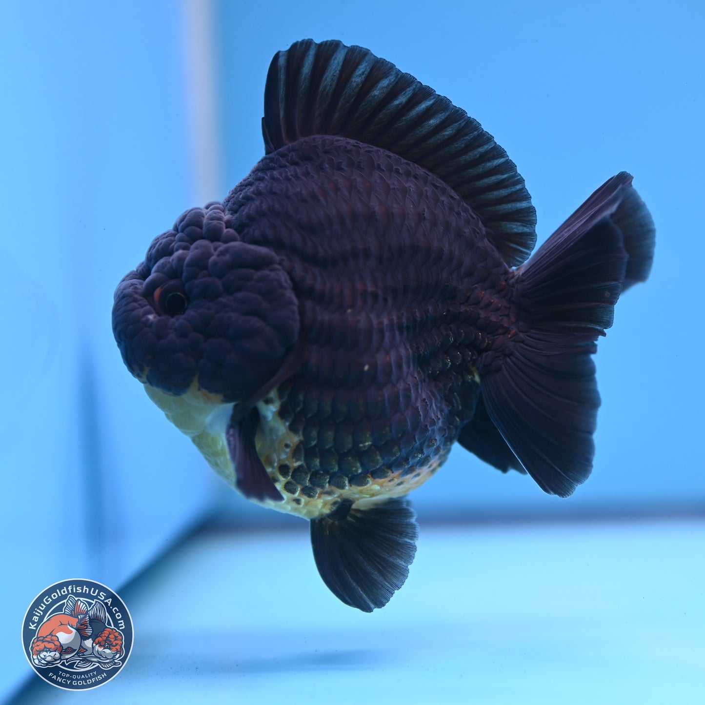 Kirin YuanBao Oranda 3.5 inches Body - Male (241227_OR01) - Kaiju Goldfish USA