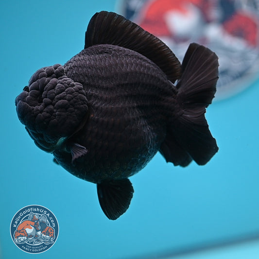 Show Grade - Jet Black Oranda 4 inches Body (250530_OR01)