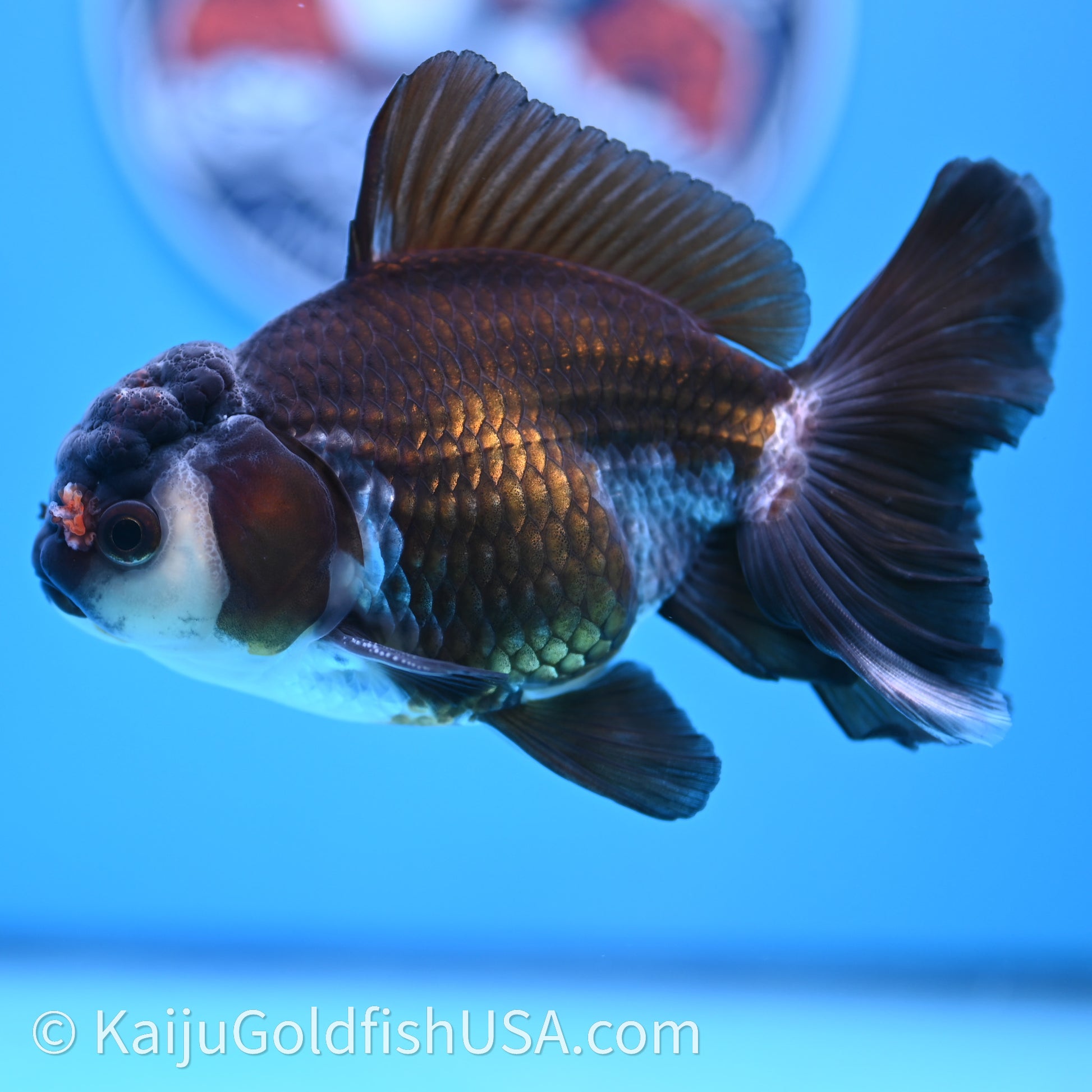 Tricolor Rose Tail Oranda 4in body (240726_OR01) - Kaiju Goldfish USA