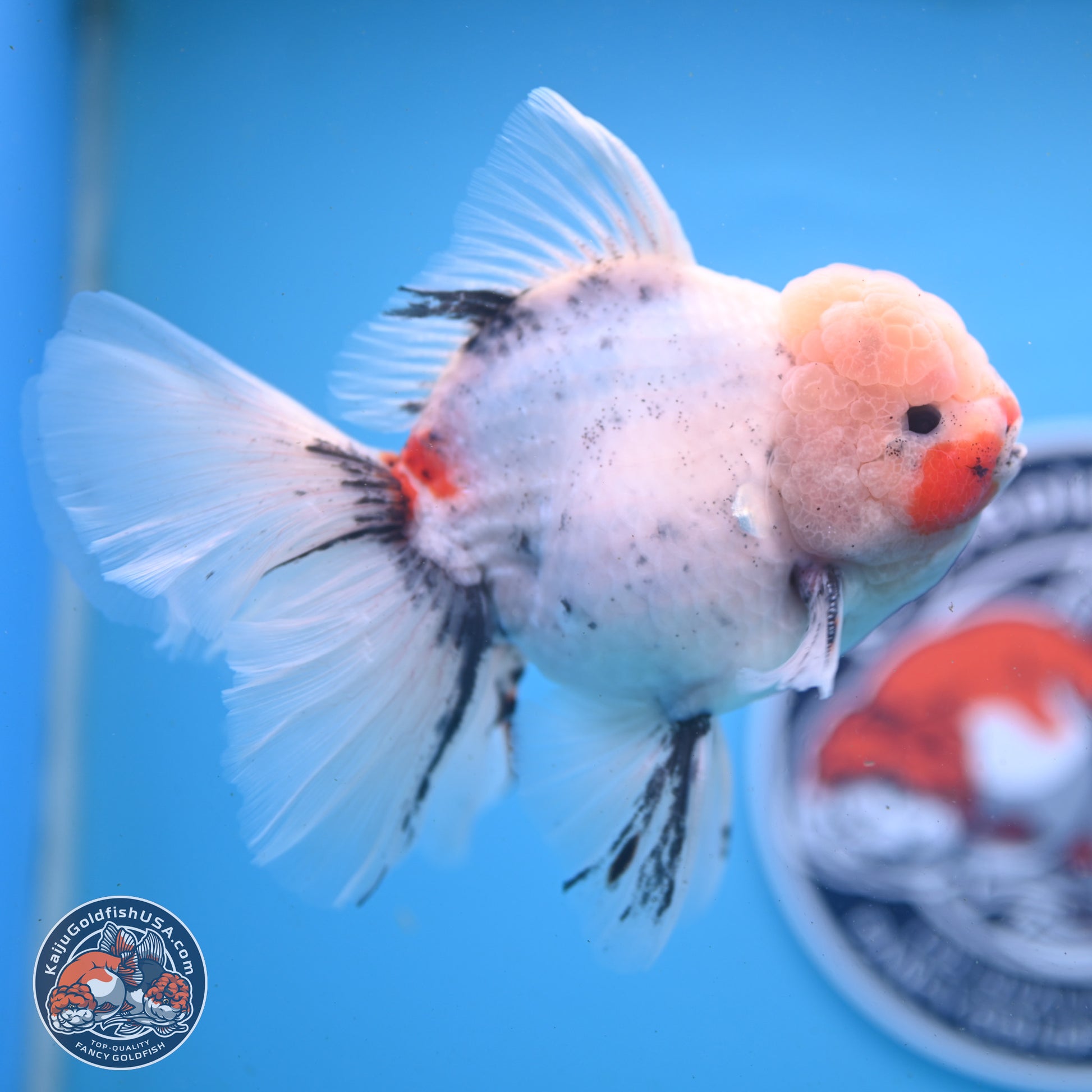 Calico Rose Tail Oranda 6 inches - Male (241122_OR01) - Kaiju Goldfish USA