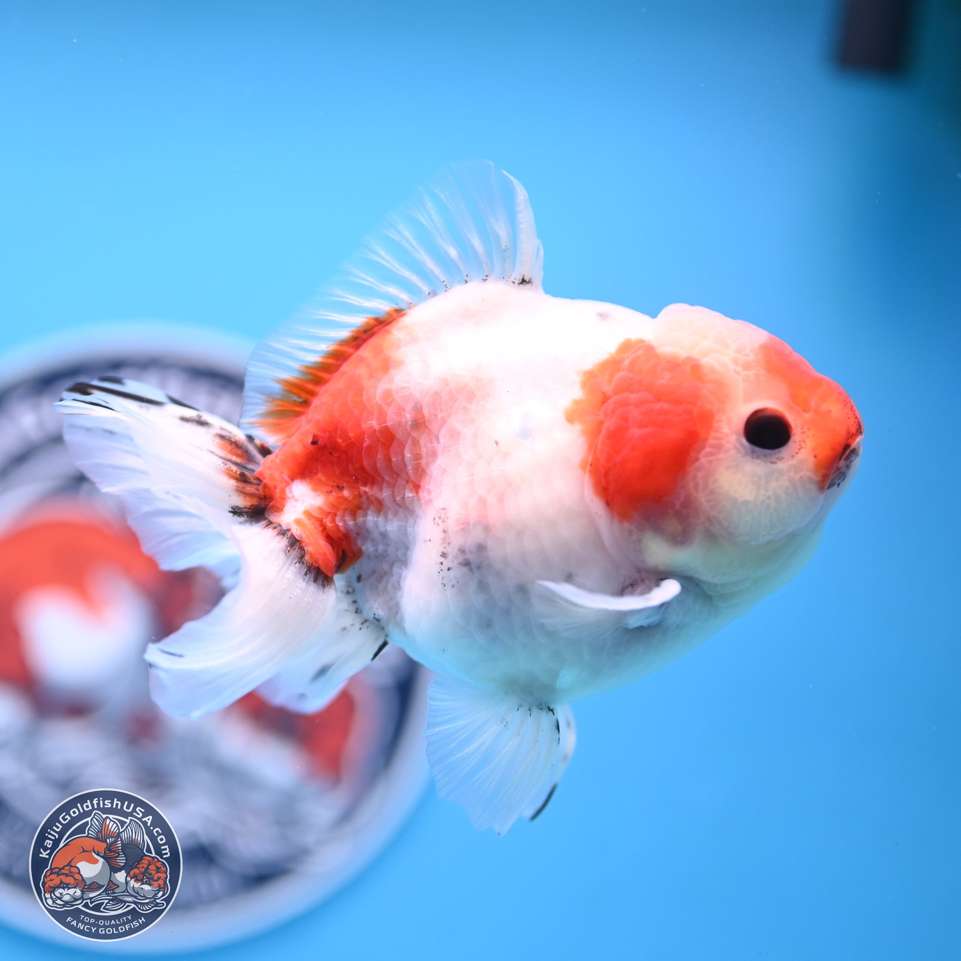 Tricolor Sakura Oranda 4 inches Body - Male (250117_OR01) - Kaiju Goldfish USA
