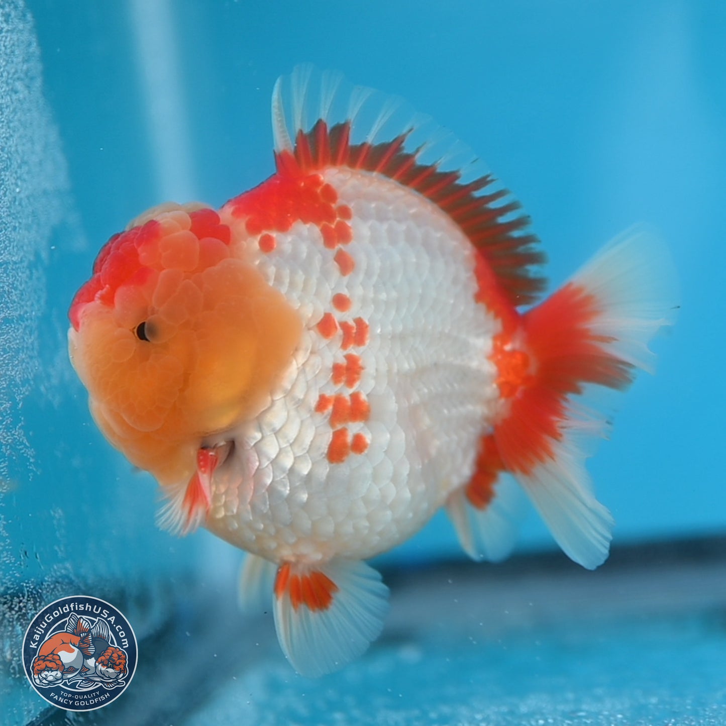 Red White YuanBao Oranda 3.8 inches Body - Male (250131_OR01)