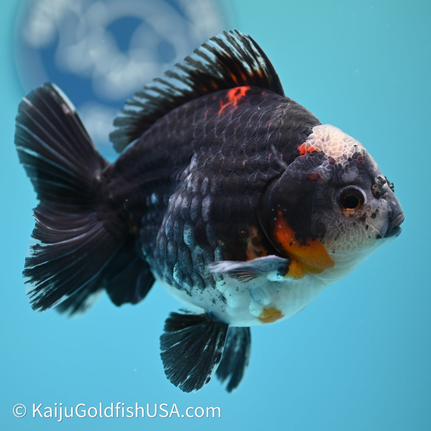 Shogun Godzilla Kirin Oranda 4in Body (240614_OR01) - Kaiju Goldfish USA