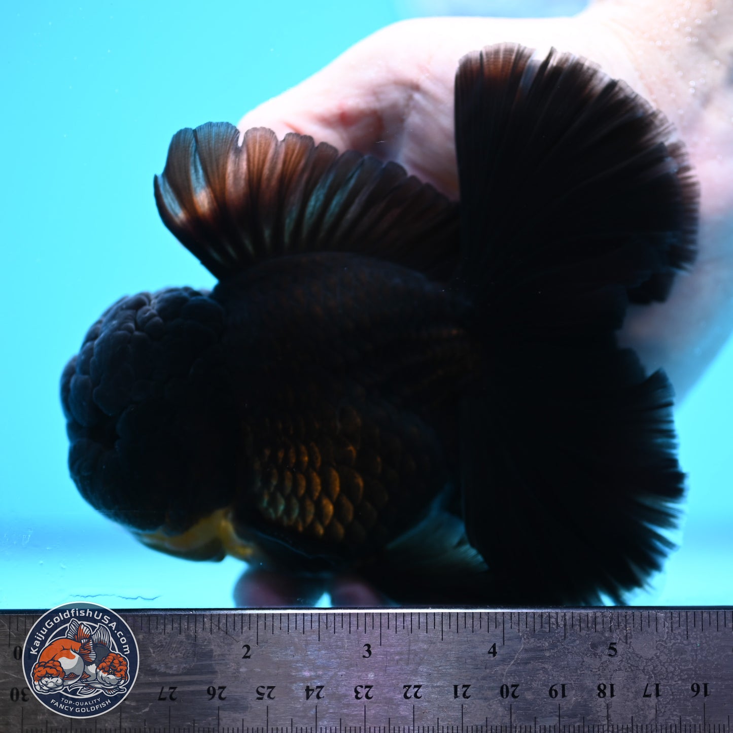 Black Orchid Tail Oranda 3.5 inches Body - Male (250314_OR01)