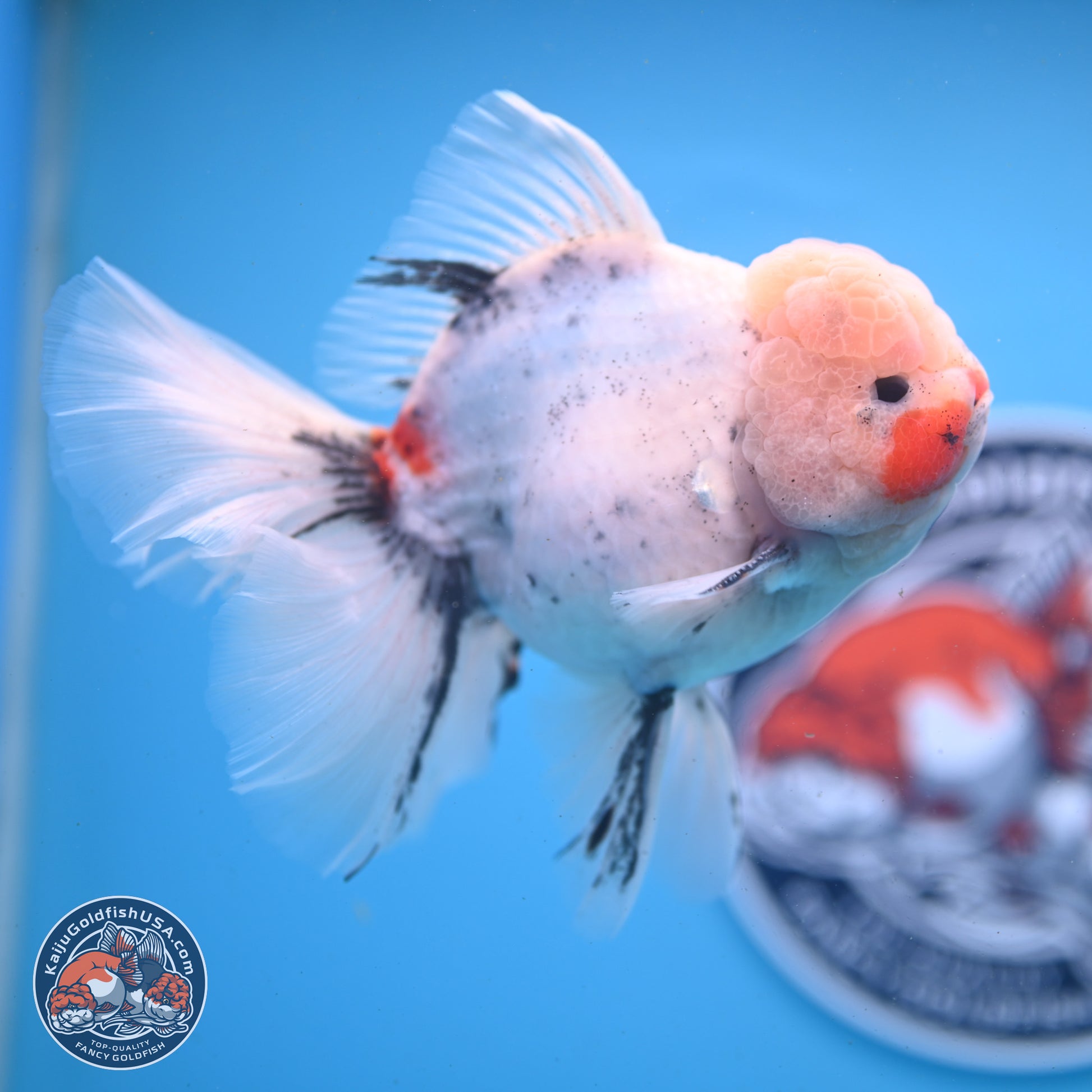 Calico Rose Tail Oranda 6 inches - Male (241122_OR01) - Kaiju Goldfish USA