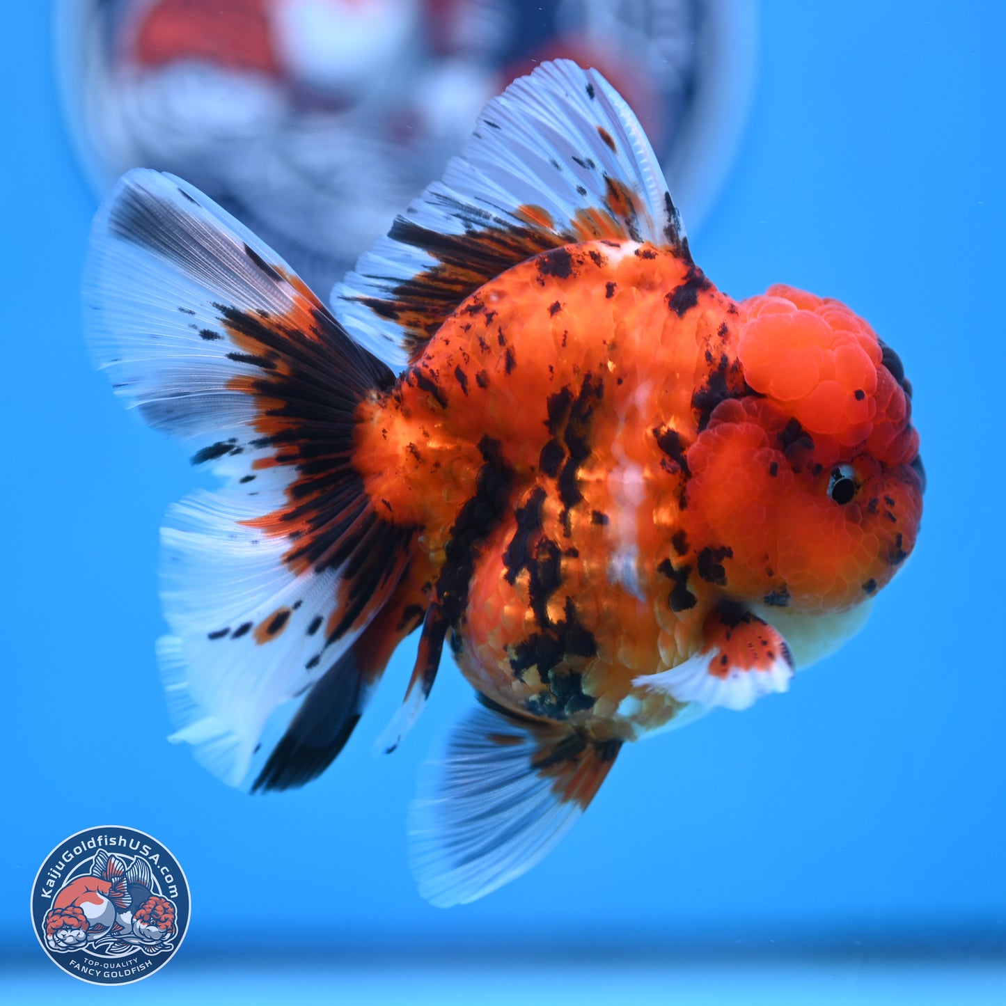 Tiger Rose Tail Oranda 3.5 inches Body - Male (250307_OR01)