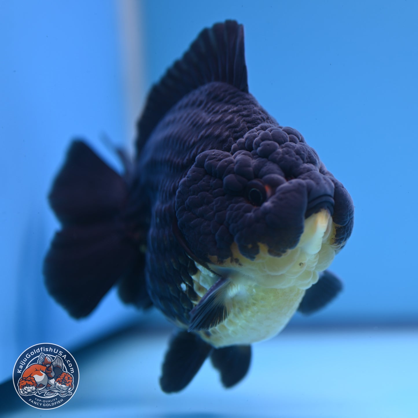 Kirin YuanBao Oranda 3.5 inches Body - Male (241227_OR01) - Kaiju Goldfish USA