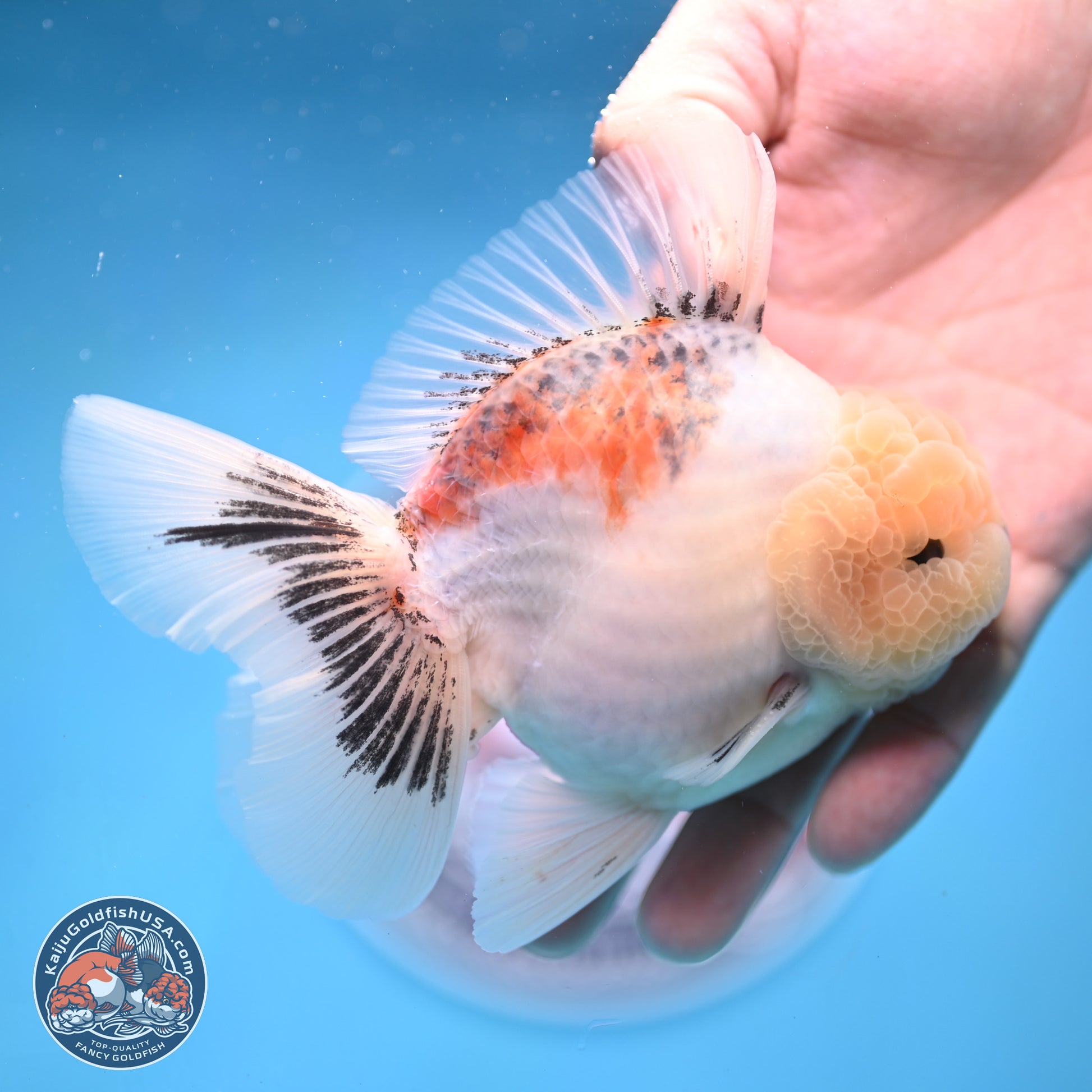 Tricolor Sakura Rose Tail Oranda 5 inches -Male (241129_OR01) - Kaiju Goldfish USA