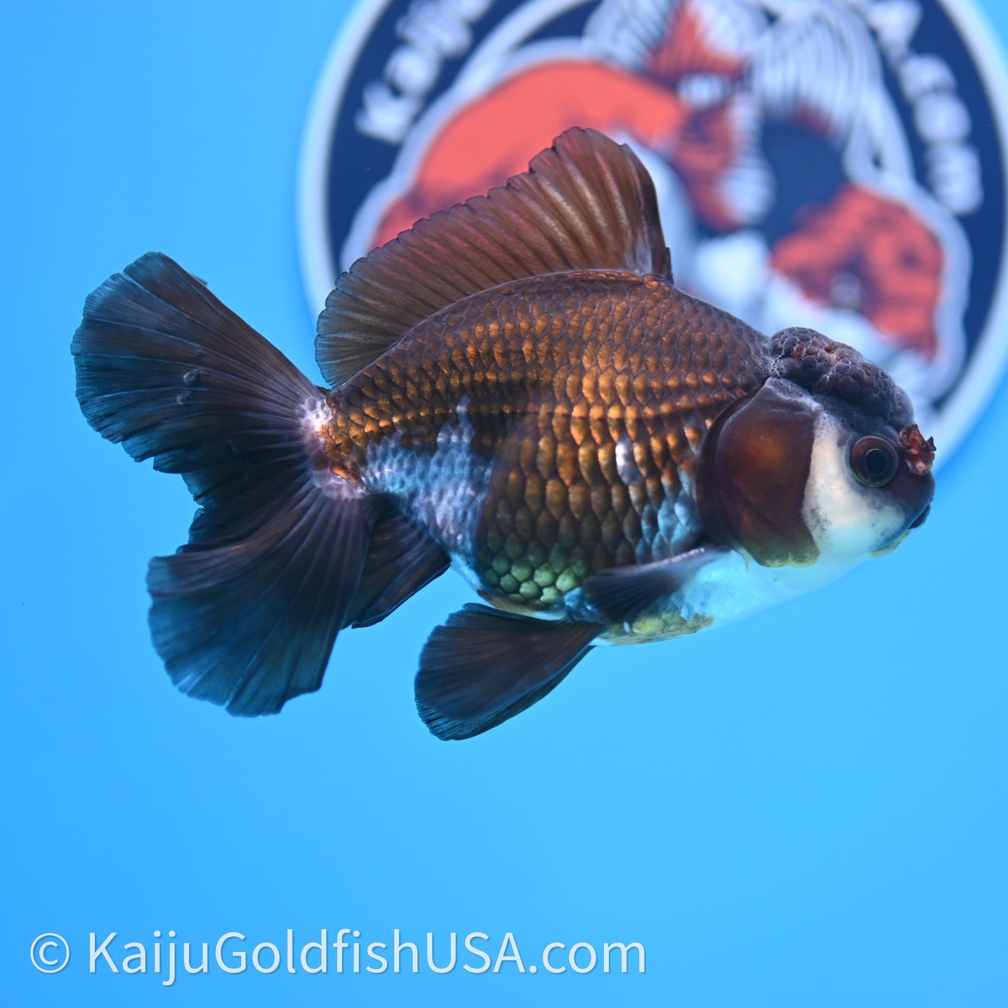 Tricolor Rose Tail Oranda 4in body (240726_OR01) - Kaiju Goldfish USA