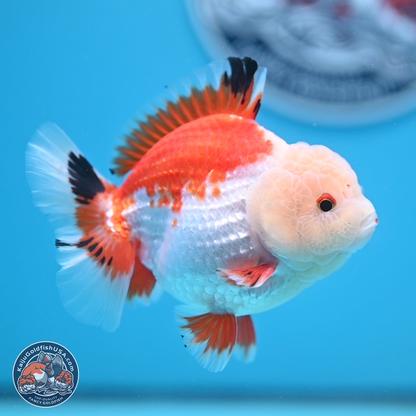 Tricolor YuanBao Oranda 4 inches - Male (241206_OR01) - Kaiju Goldfish USA