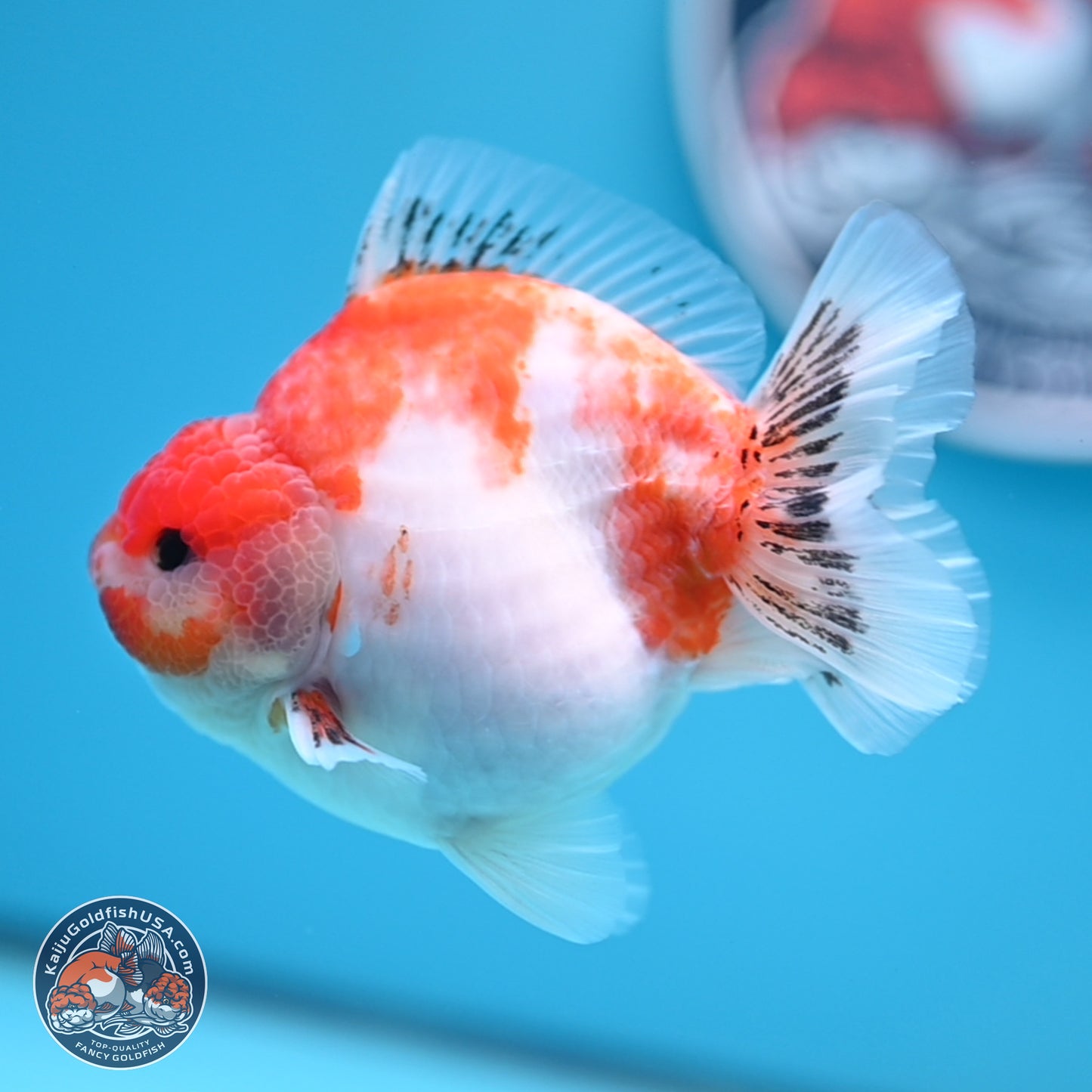 Sakura YuanBao Oranda 4 inches (241101_OR01) - Kaiju Goldfish USA