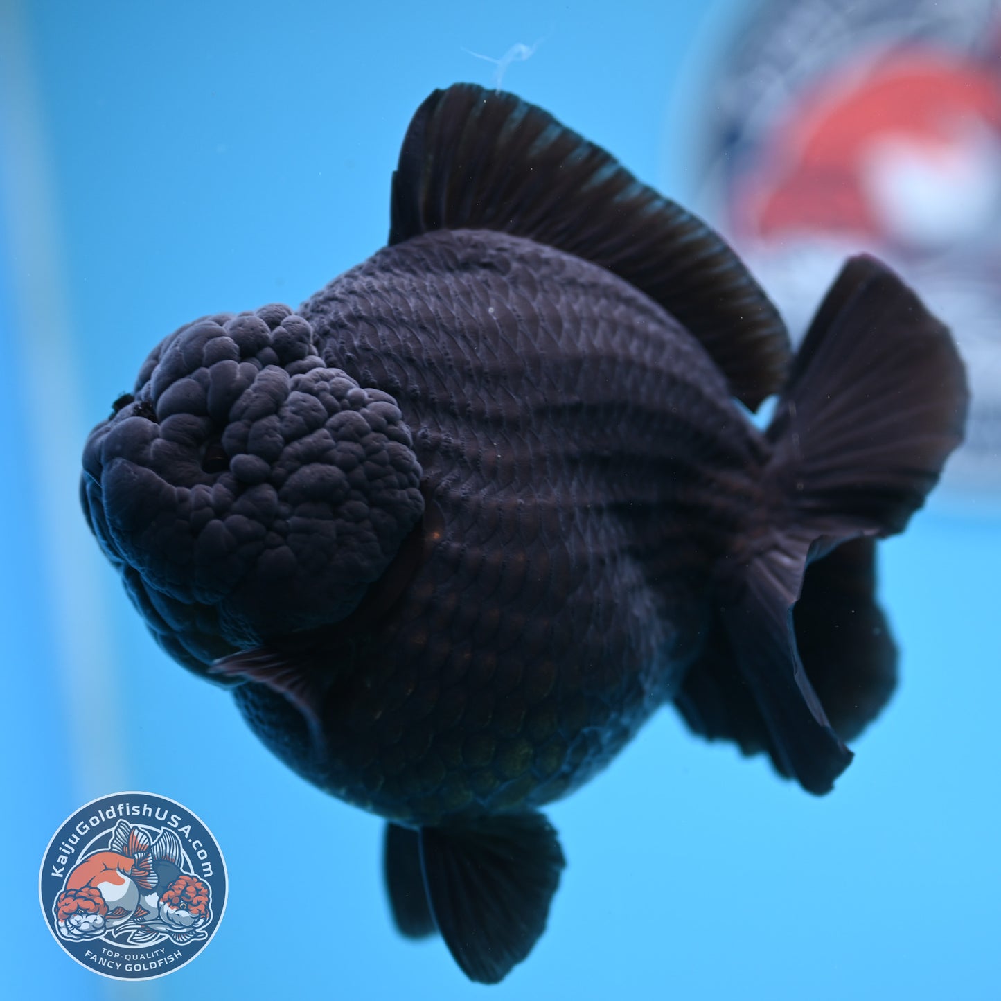 Show Grade - Jet Black Oranda 4 inches Body (250530_OR01)