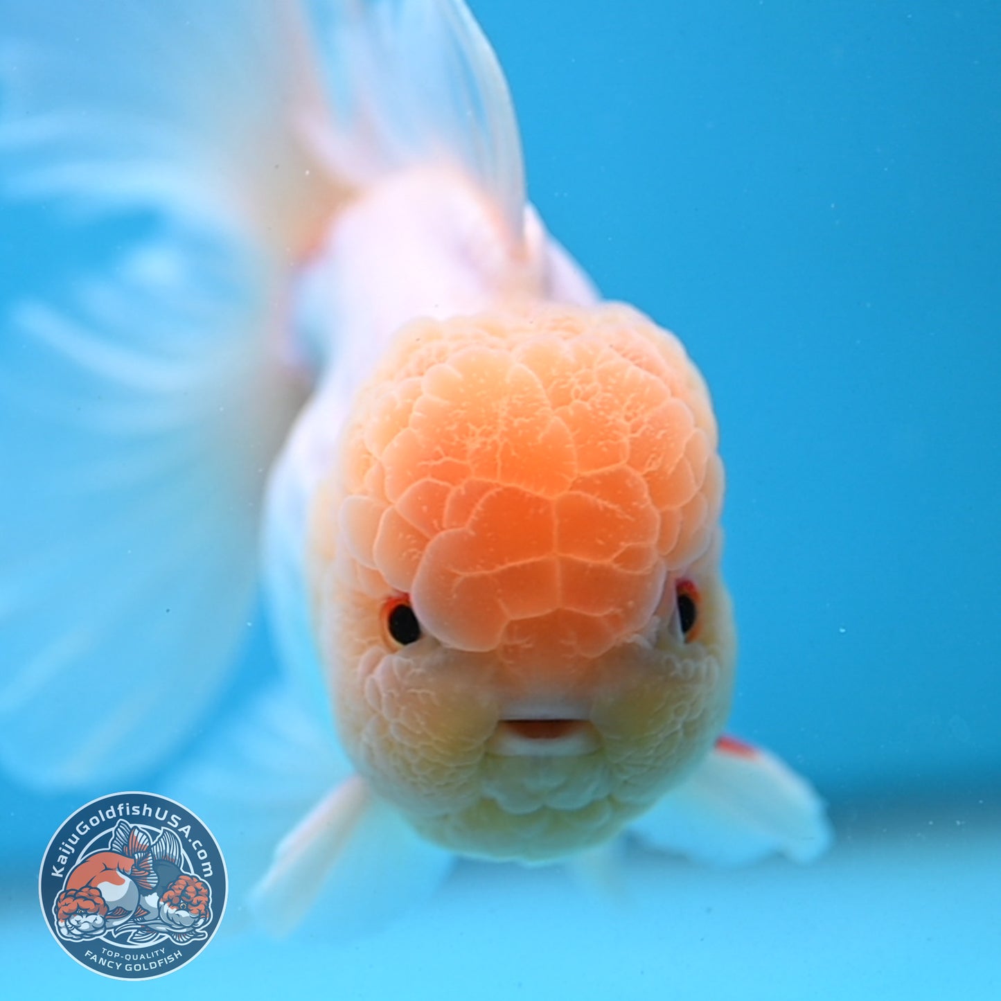 Snow White Rosetail Oranda 4 inch Body (250926_OR01)