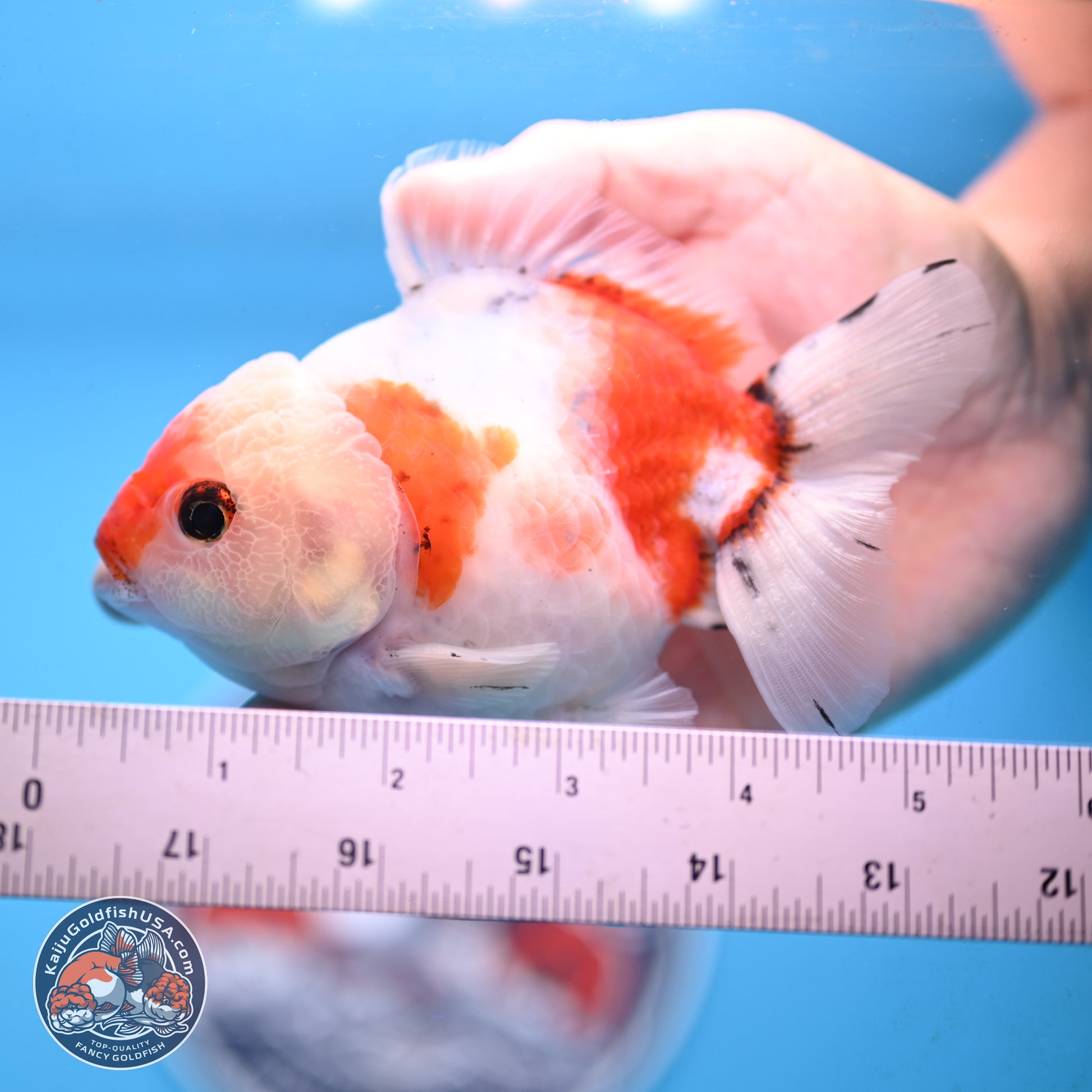 Tricolor Sakura Oranda 4 inches Body - Male (250117_OR01) - Kaiju Goldfish USA