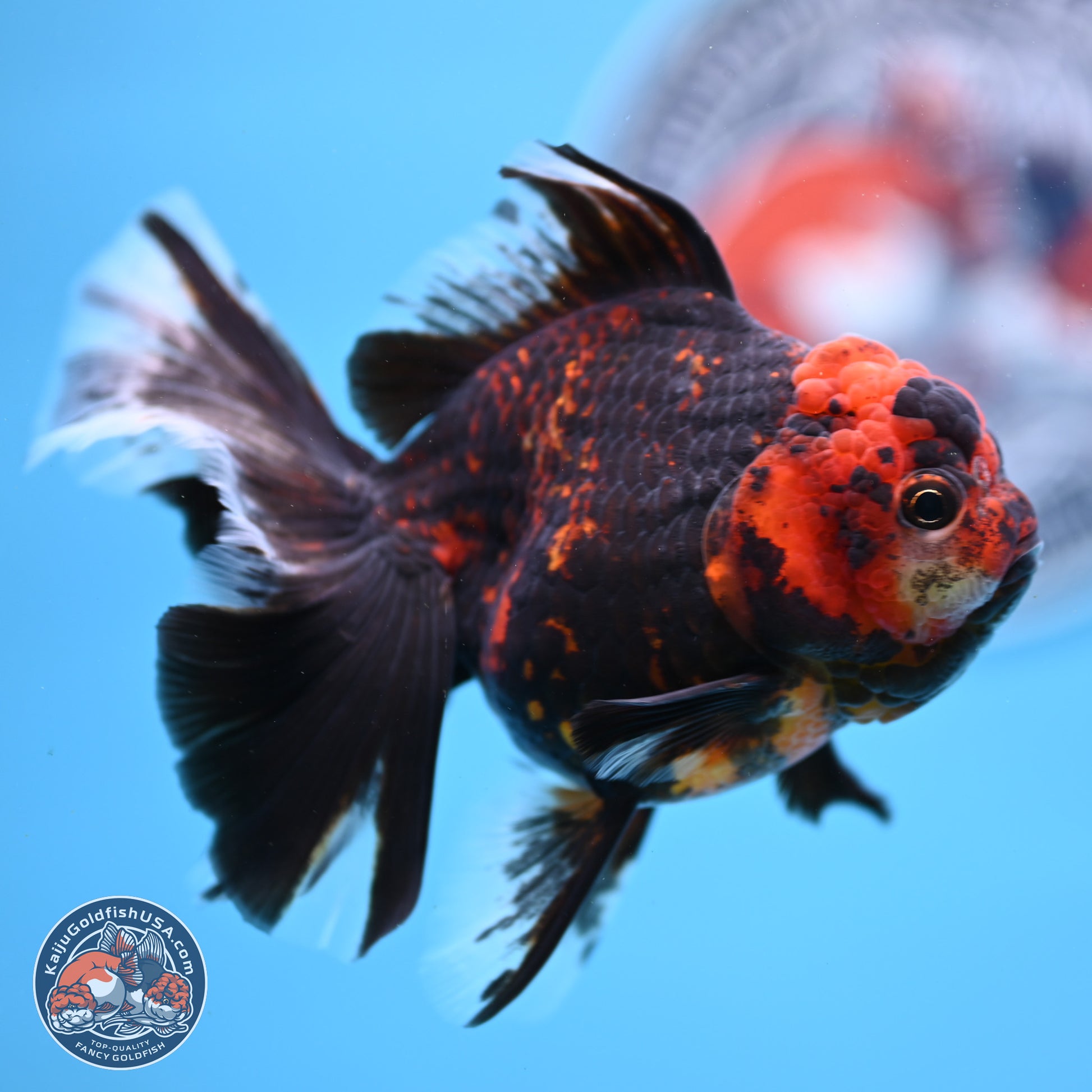 Tiger Rose Tail Oranda 3.5in Body (240830_OR01) - Kaiju Goldfish USA