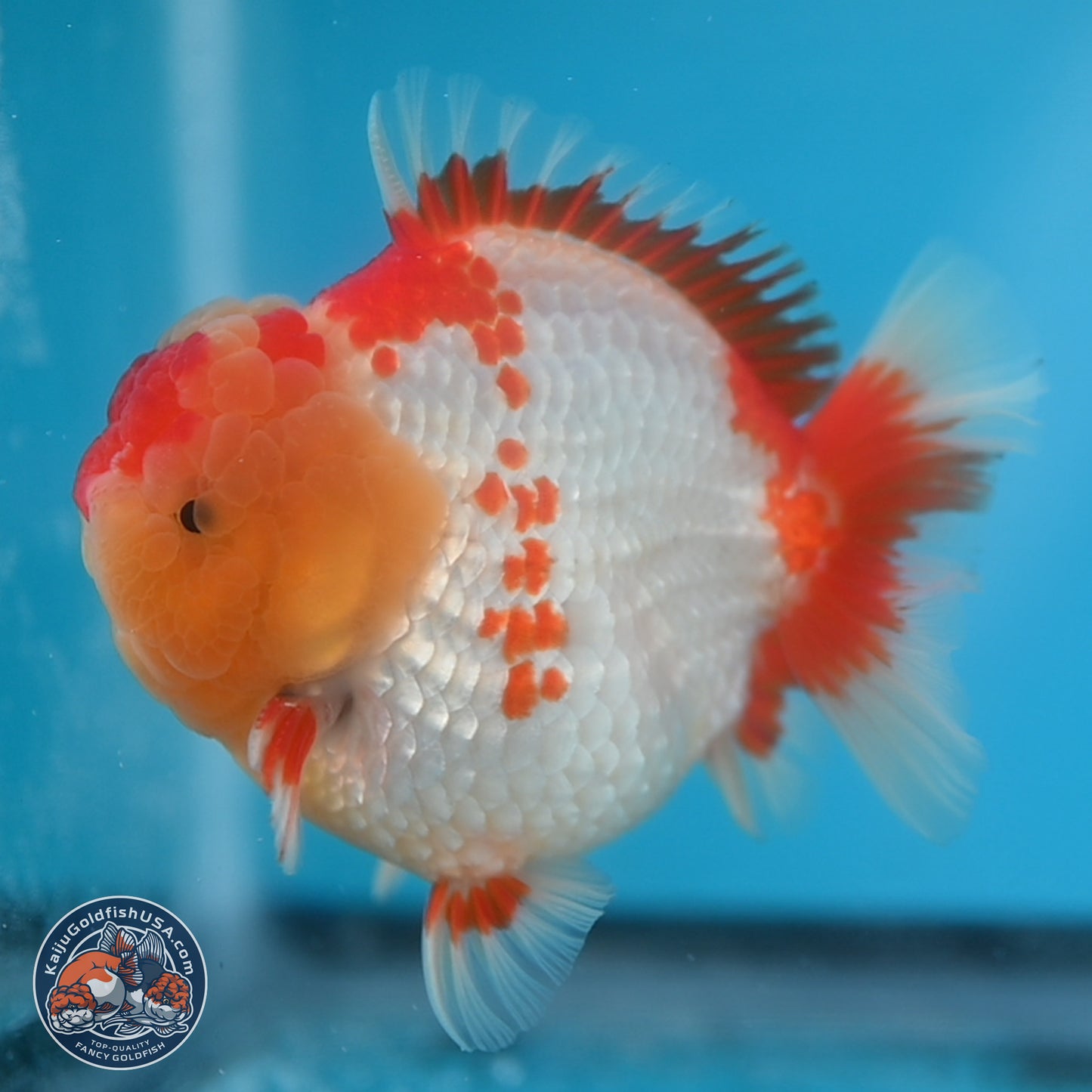 Red White YuanBao Oranda 3.8 inches Body - Male (250131_OR01)