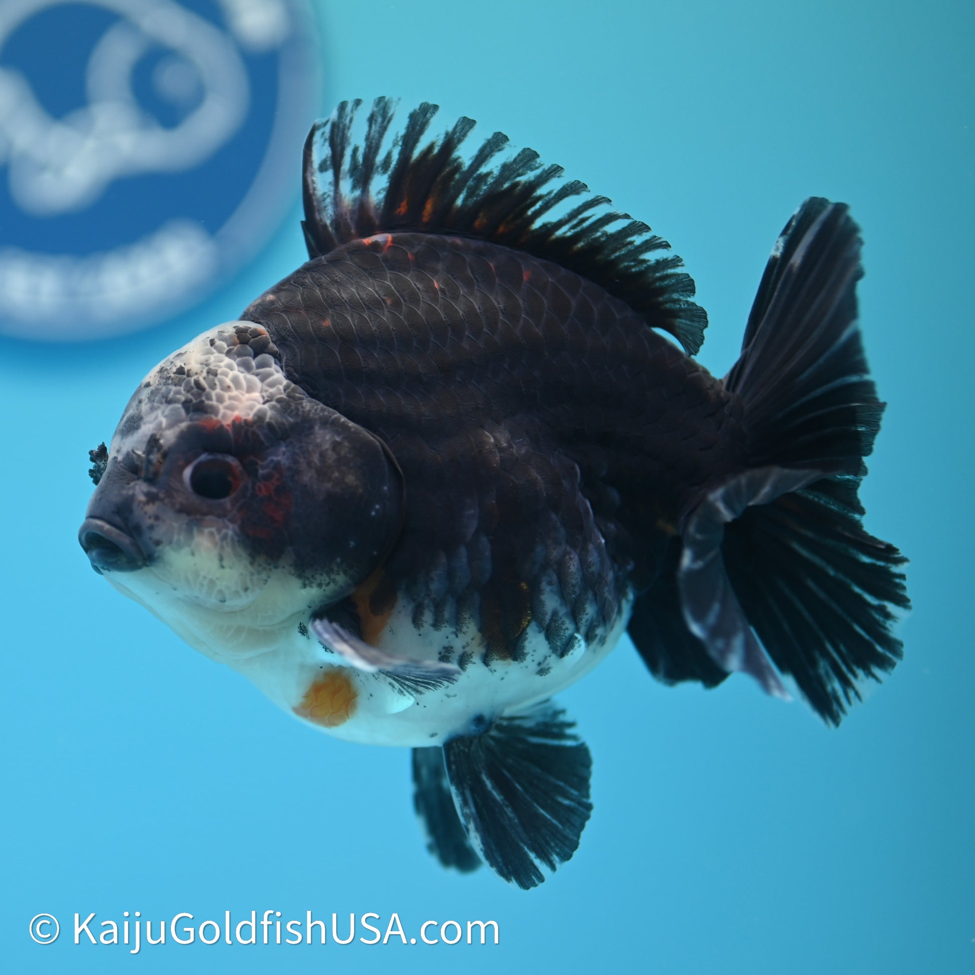 Shogun Godzilla Kirin Oranda 4in Body (240614_OR01) - Kaiju Goldfish USA