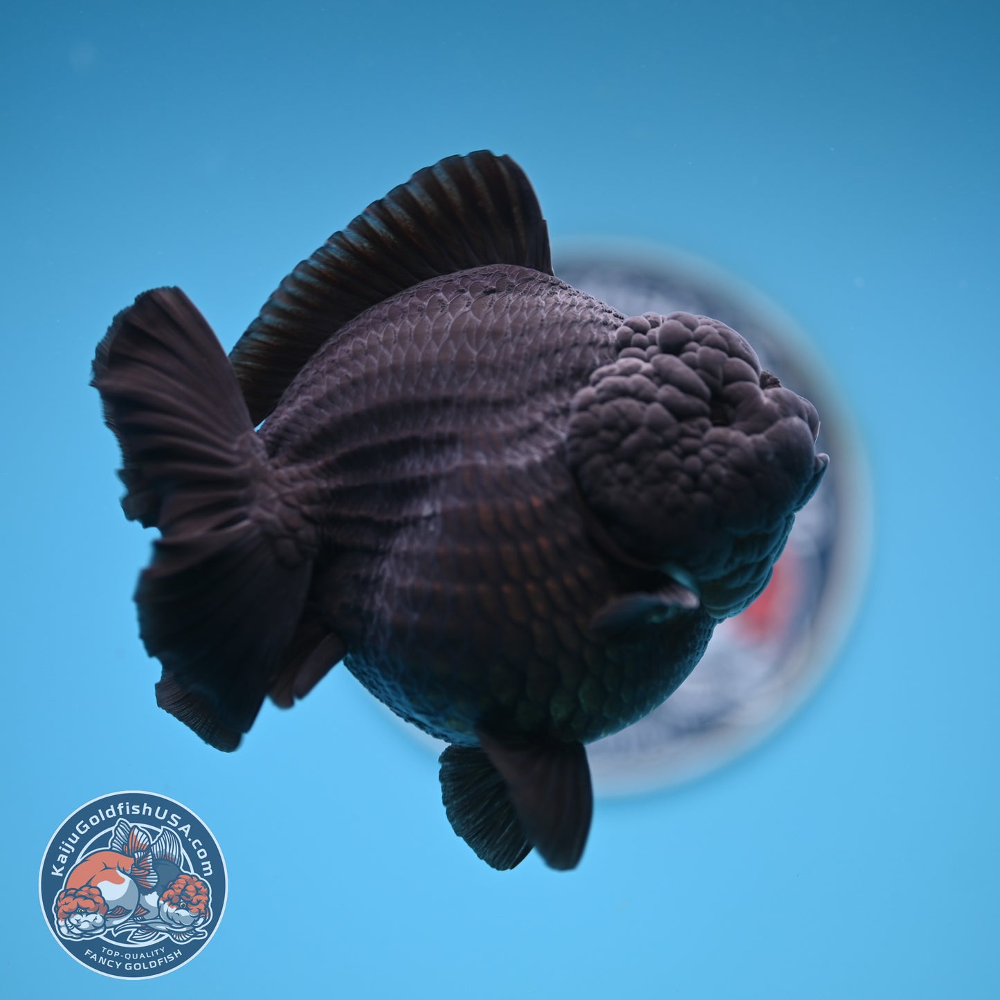 Show Grade - Jet Black Oranda 4 inches Body (250530_OR01)