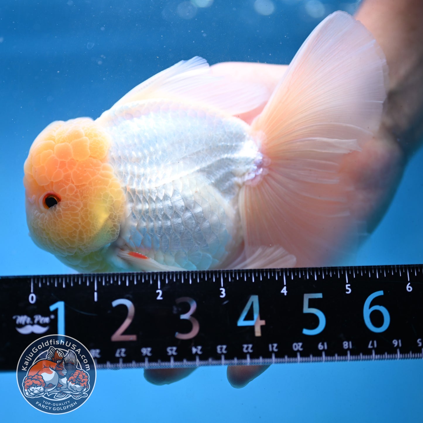 Snow White Rosetail Oranda 4 inch Body (250926_OR01)