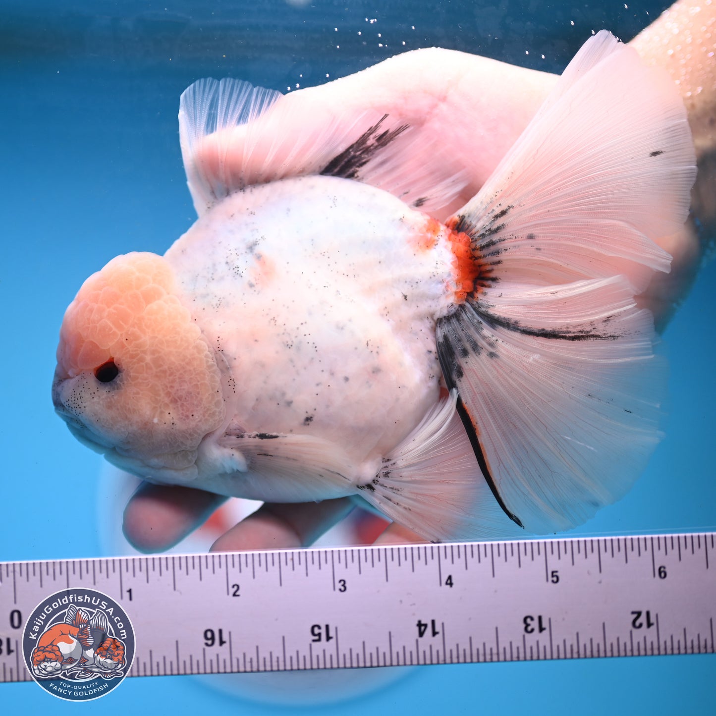 Calico Rose Tail Oranda 6 inches - Male (241122_OR01) - Kaiju Goldfish USA