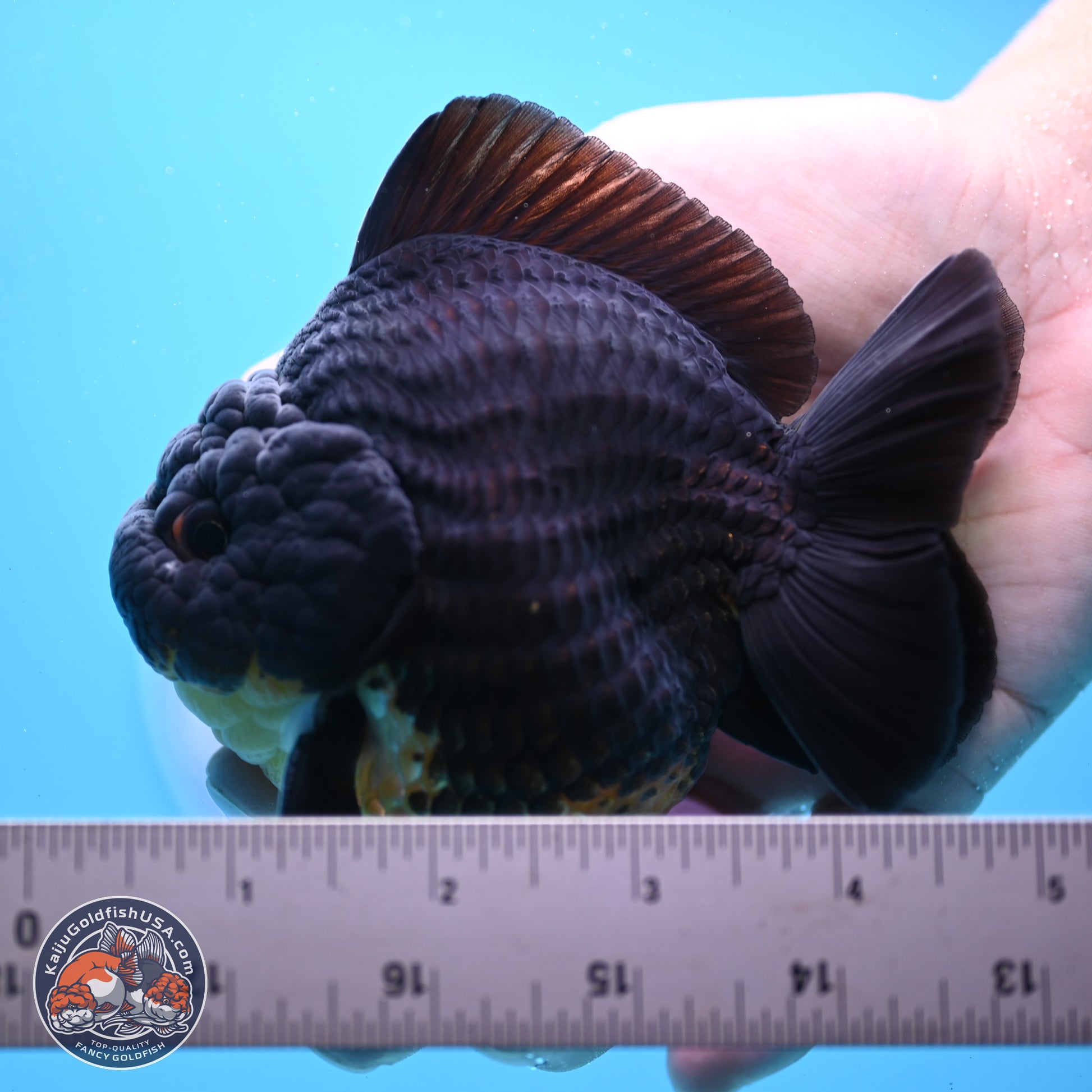 Kirin YuanBao Oranda 3.5 inches Body - Male (241227_OR01) - Kaiju Goldfish USA