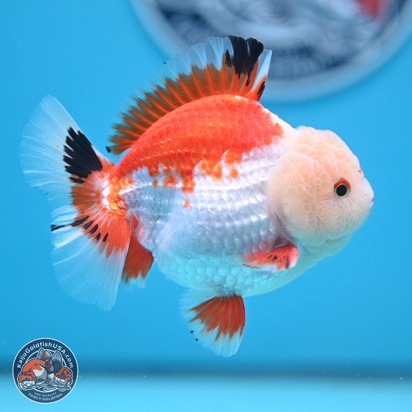 Tricolor YuanBao Oranda 4 inches - Male (241206_OR01) - Kaiju Goldfish USA