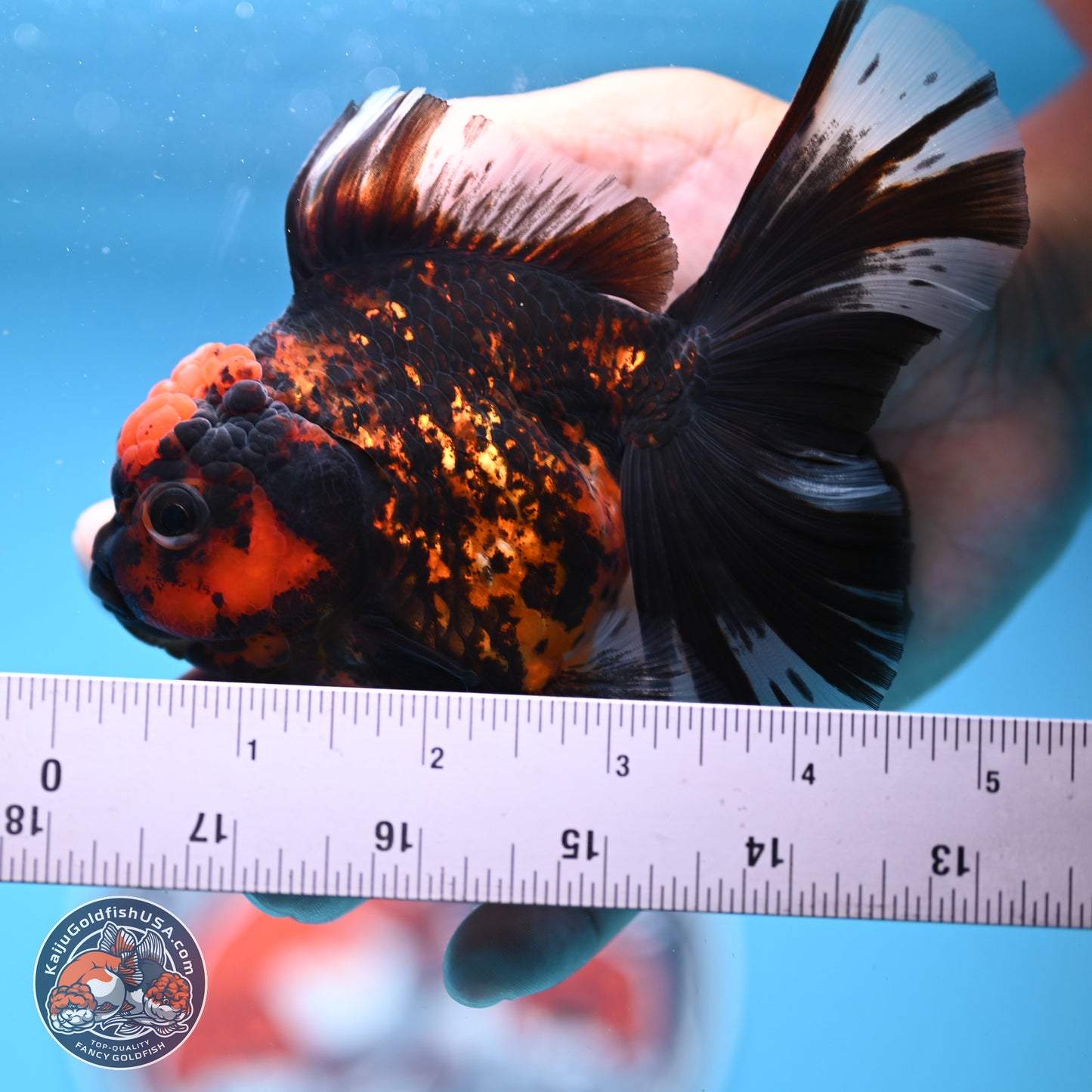 Tiger Rose Tail Oranda 3.5in Body (240830_OR01) - Kaiju Goldfish USA