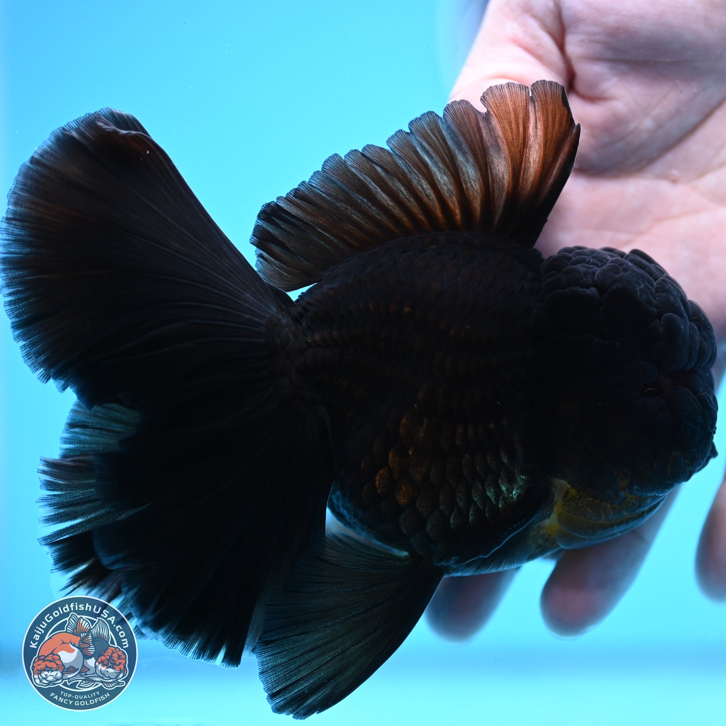 Black Orchid Tail Oranda 3.5 inches Body - Male (250314_OR01)